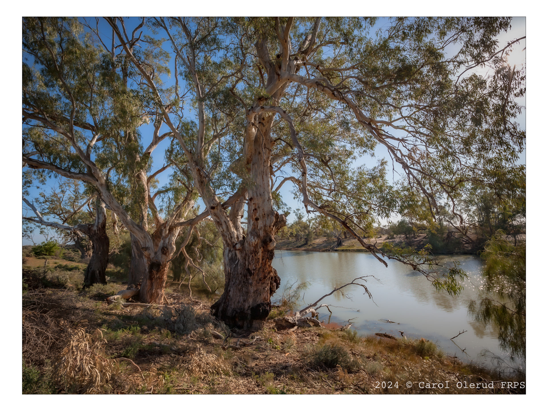 Giant Gums at Mildura