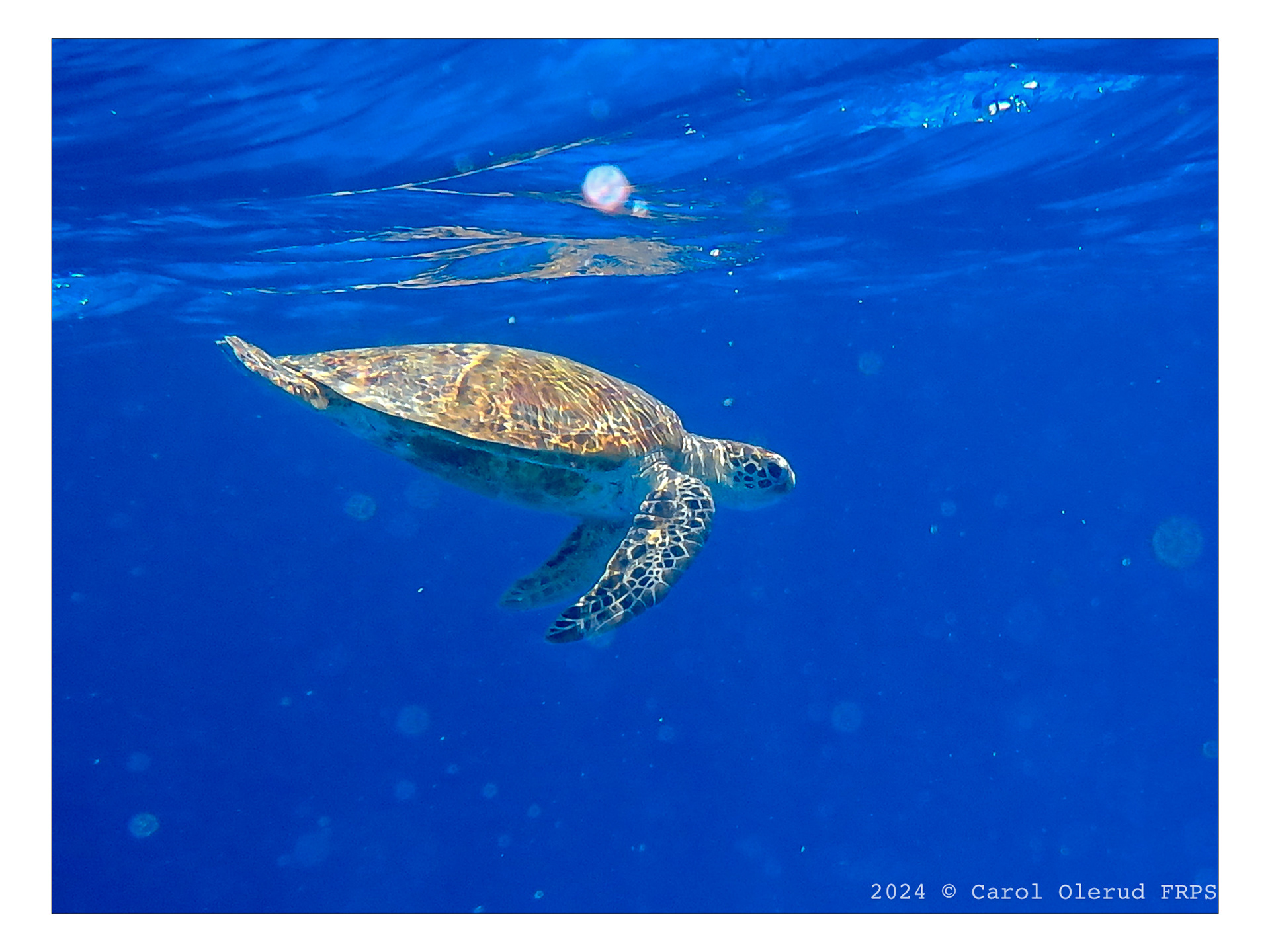Loggerhead Turtle at Lady Elliot Island
