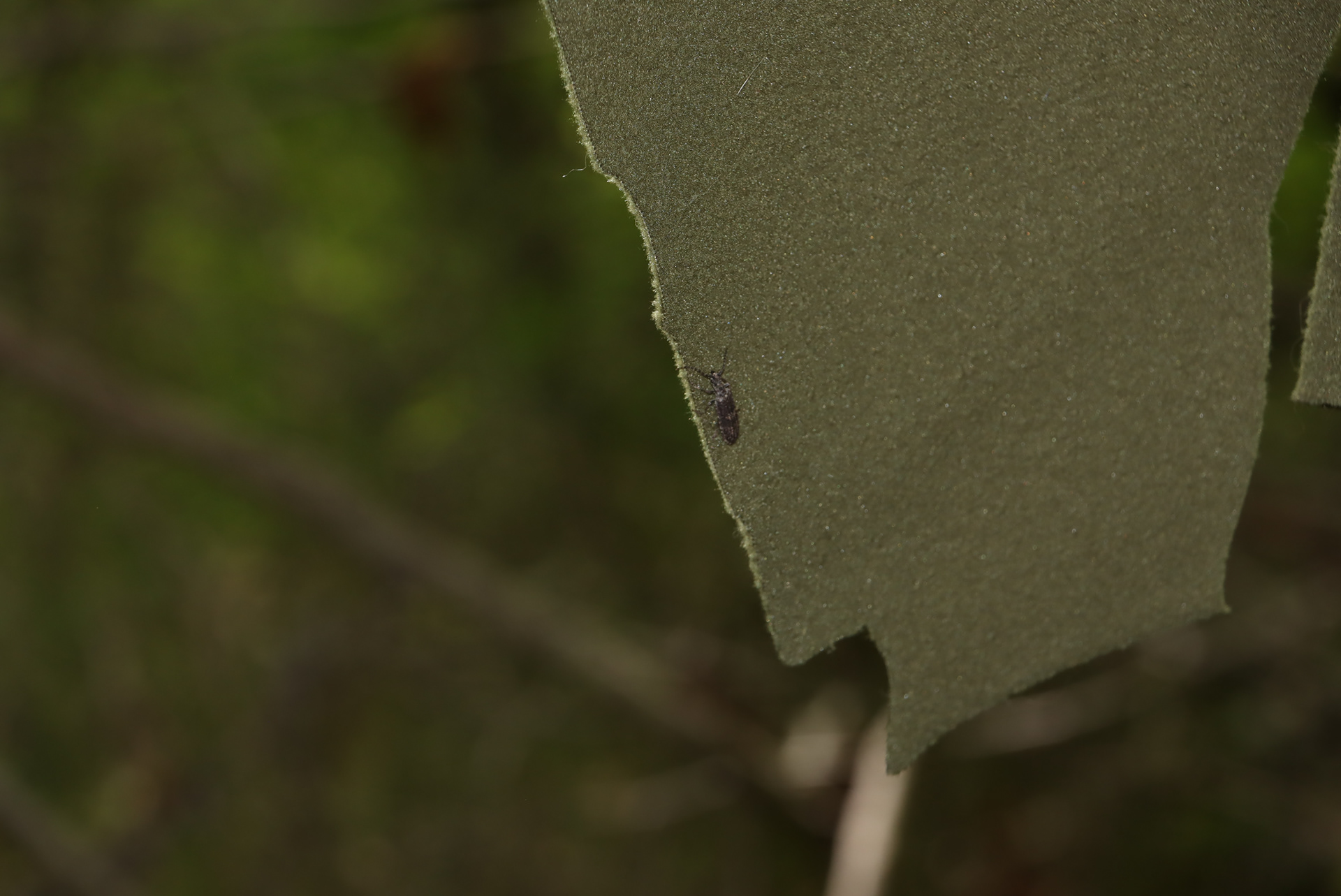 Insects decided to settle on the artwork.