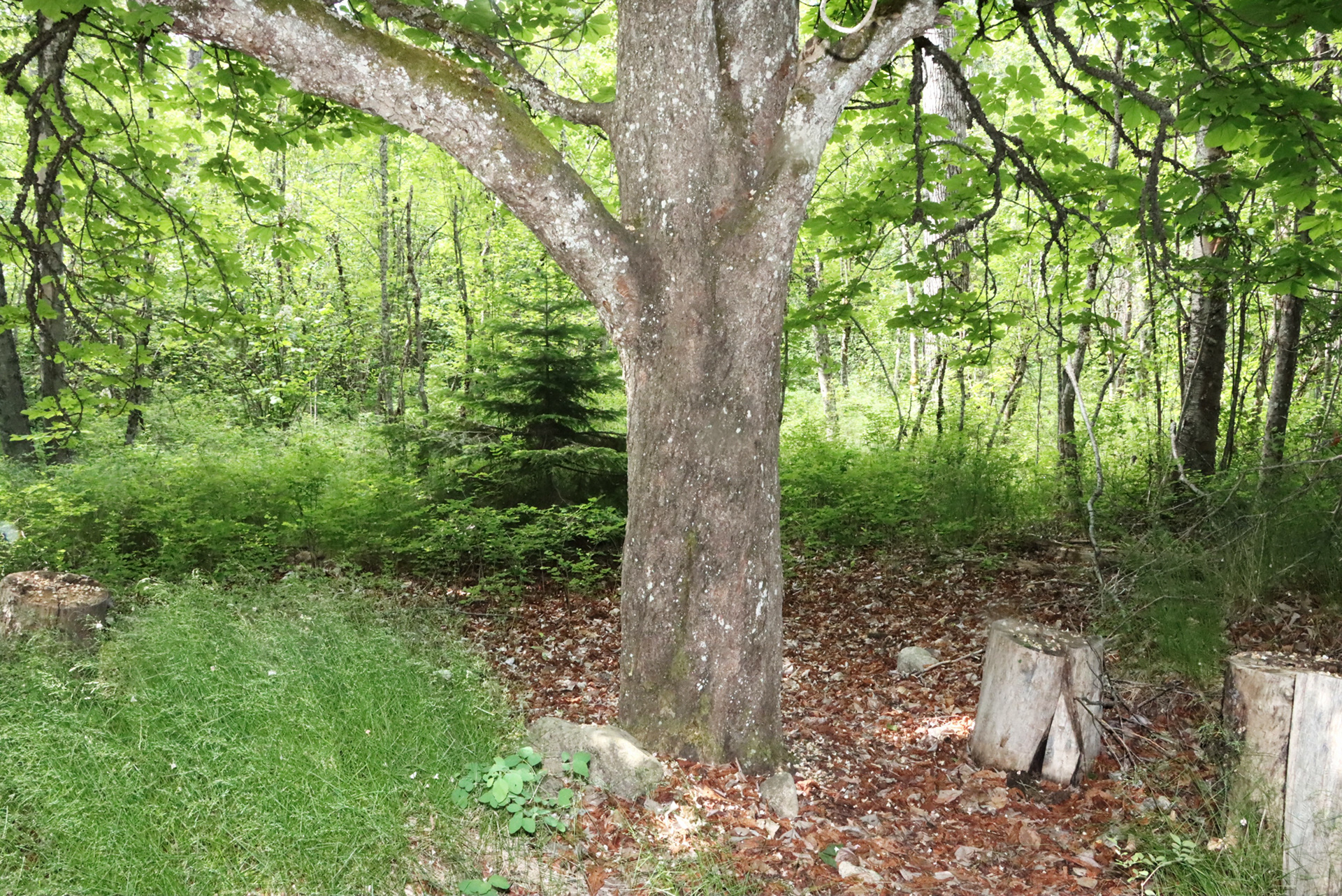 The chestnut tree after the deinstallation of the work