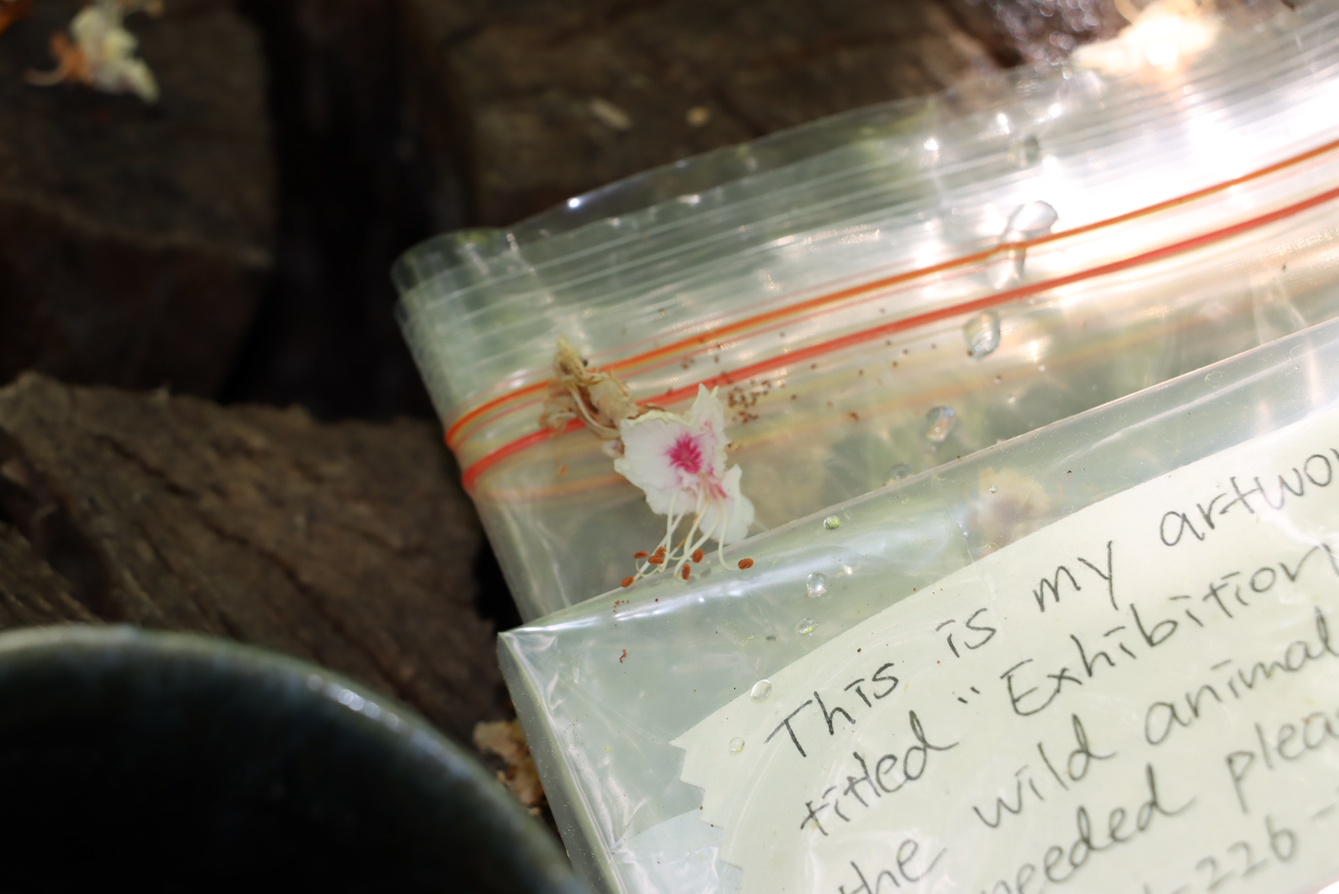 Chestnut flowers falling all over the artwork