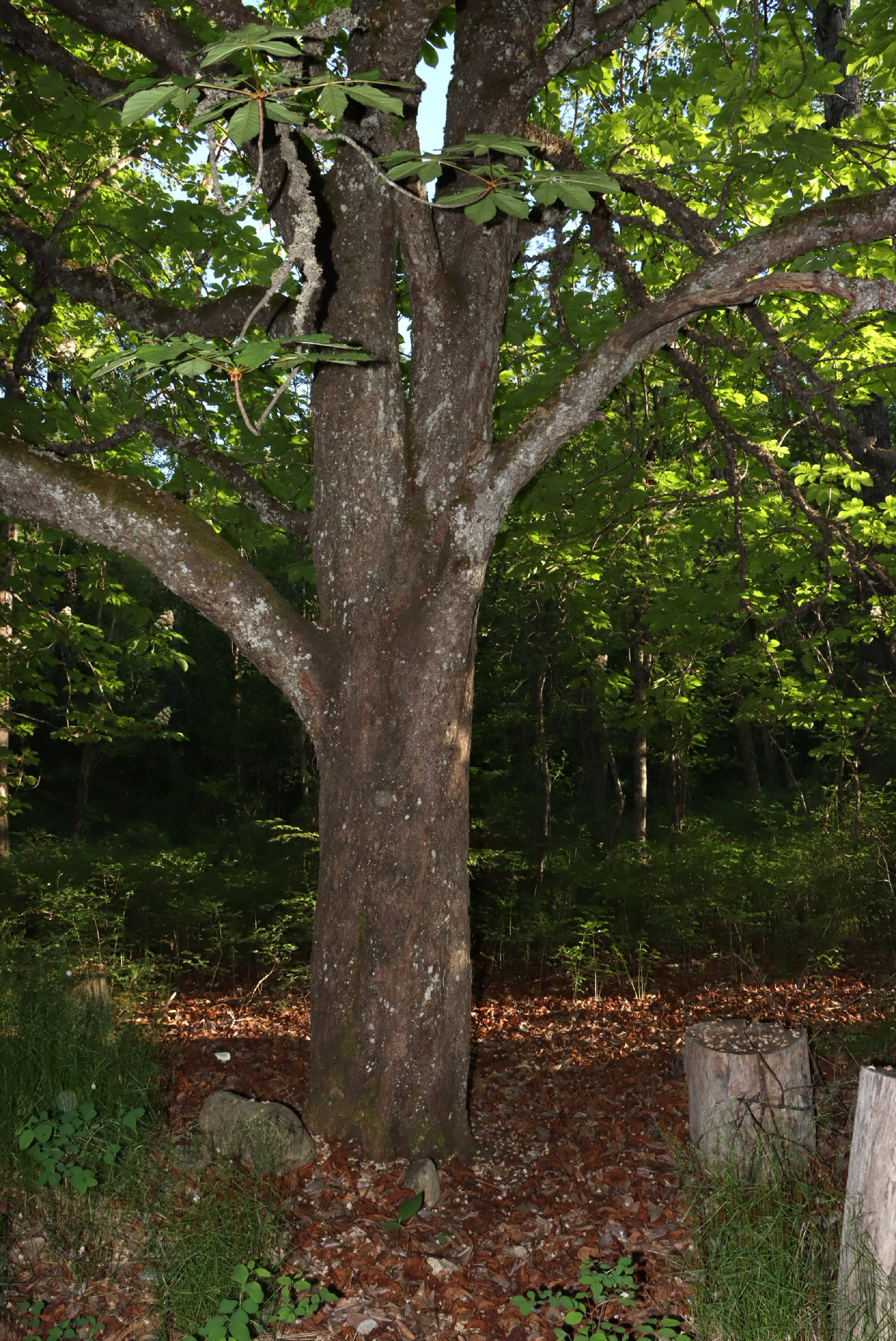 The chestnut tree prior to installation