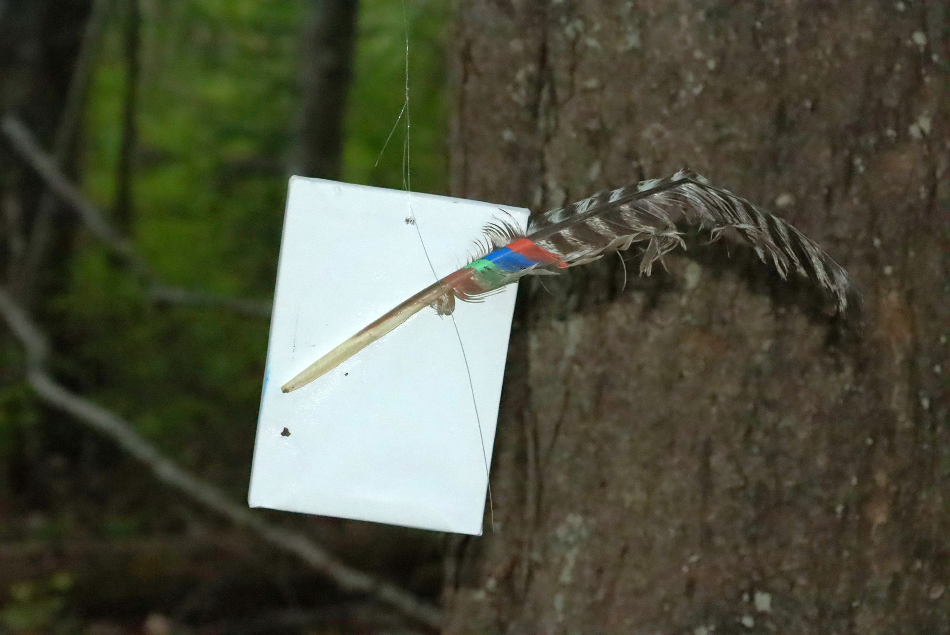 Untitled IV (2025), mixed media: painted turkey feather (colored marker), 13 × 18 cm, by Yolanda Ren.