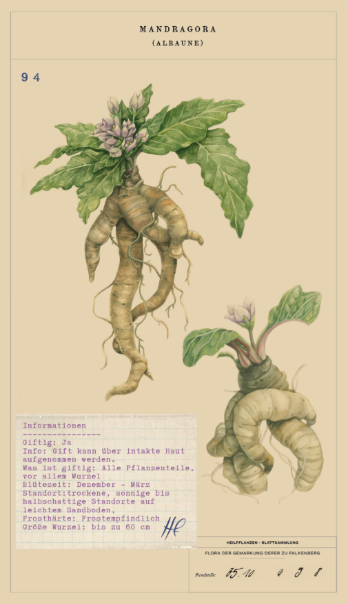 old plant card