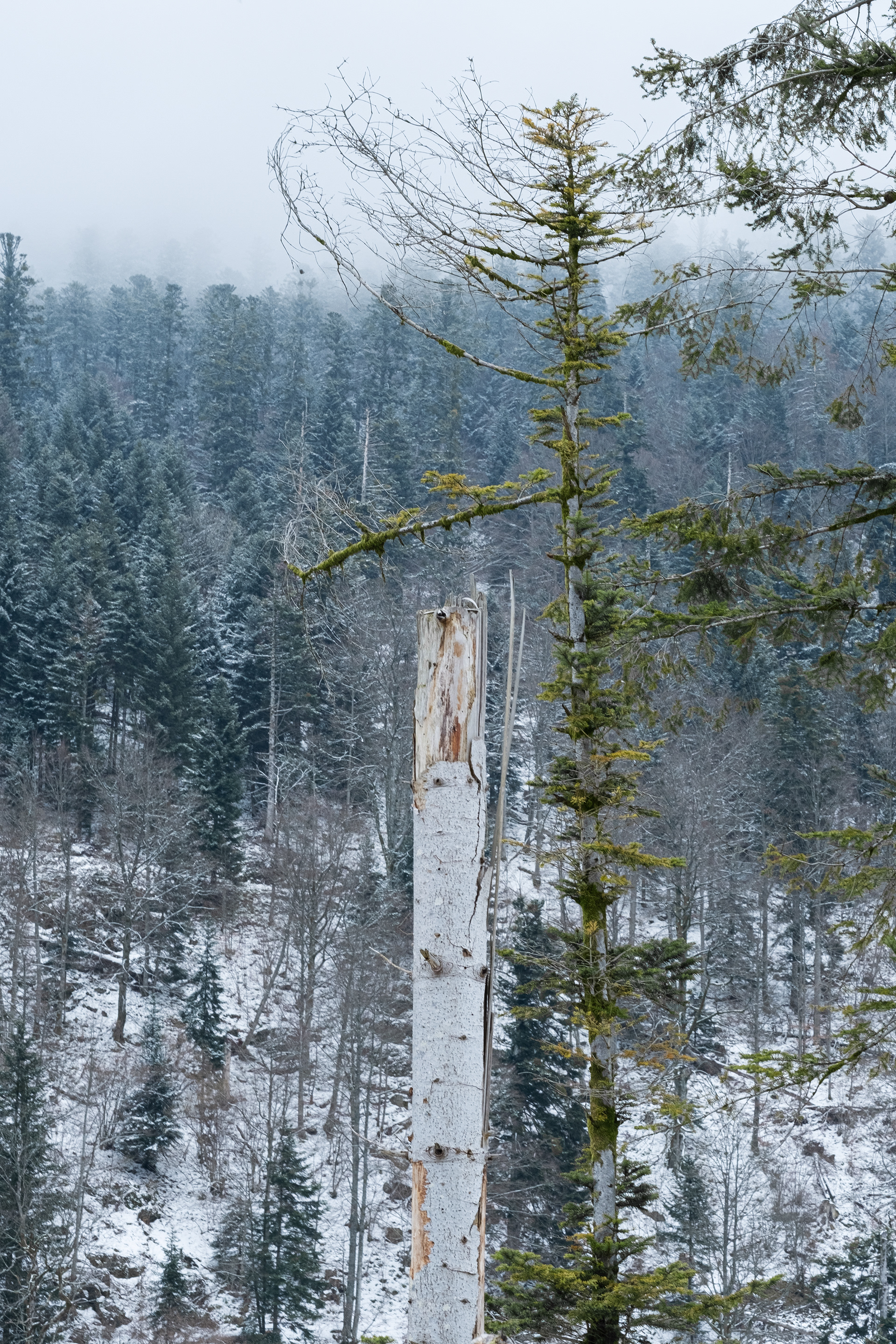 LA FORÊT DE STRAITURE