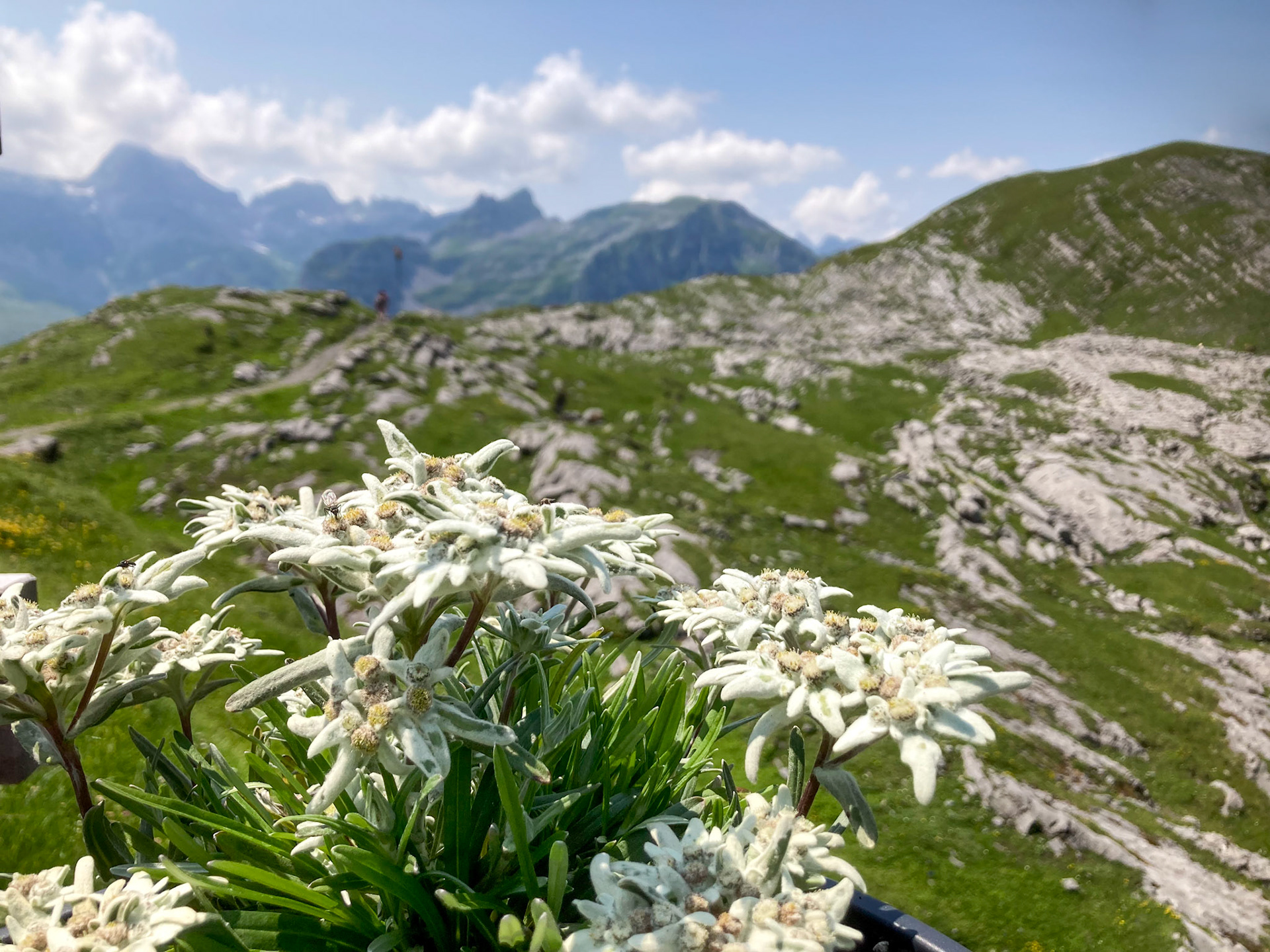 Edelweiss im Topf (Glattalp)