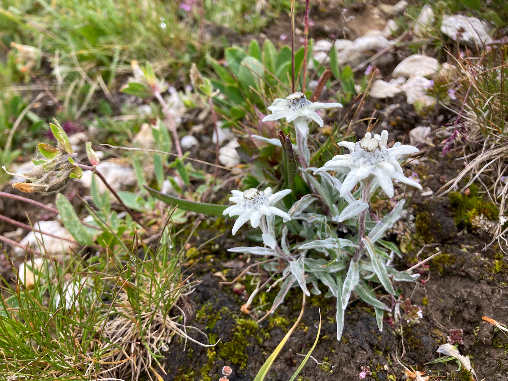 Edelweiss in der Natur (Vizan Pintg)