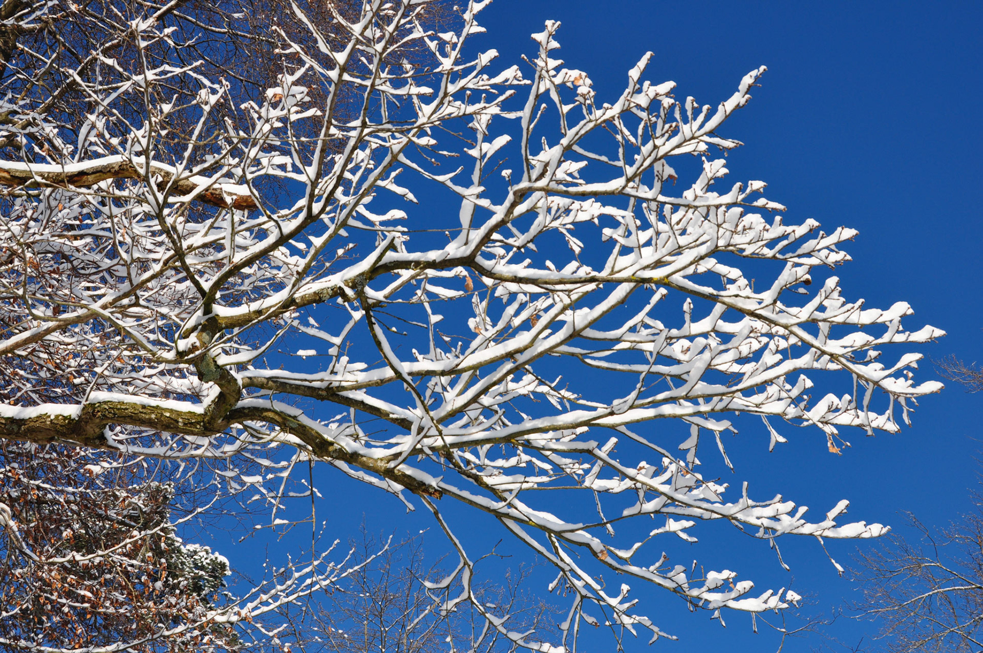 Der Ästhet im Winter