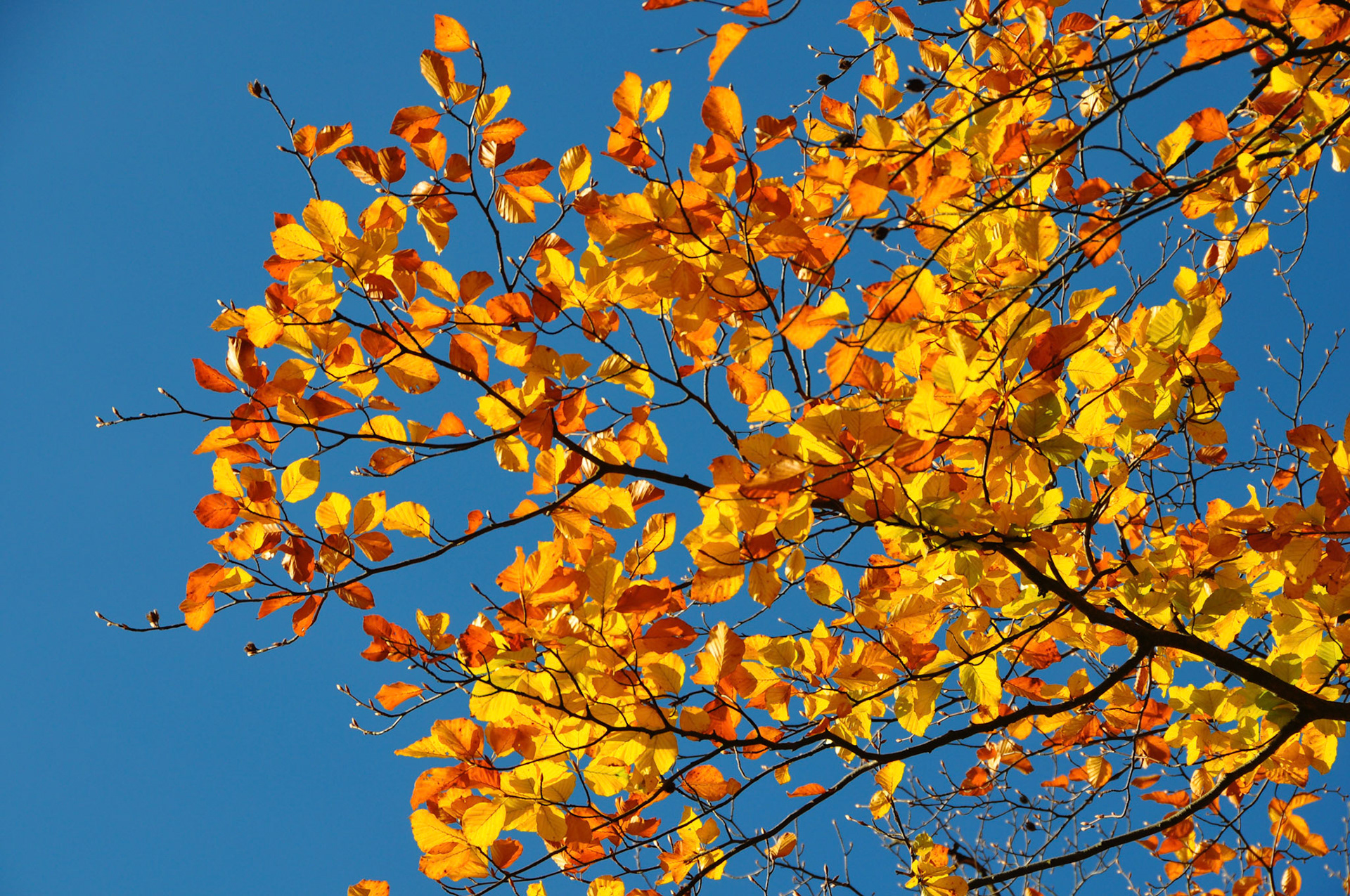 Der Ästhet im Herbst