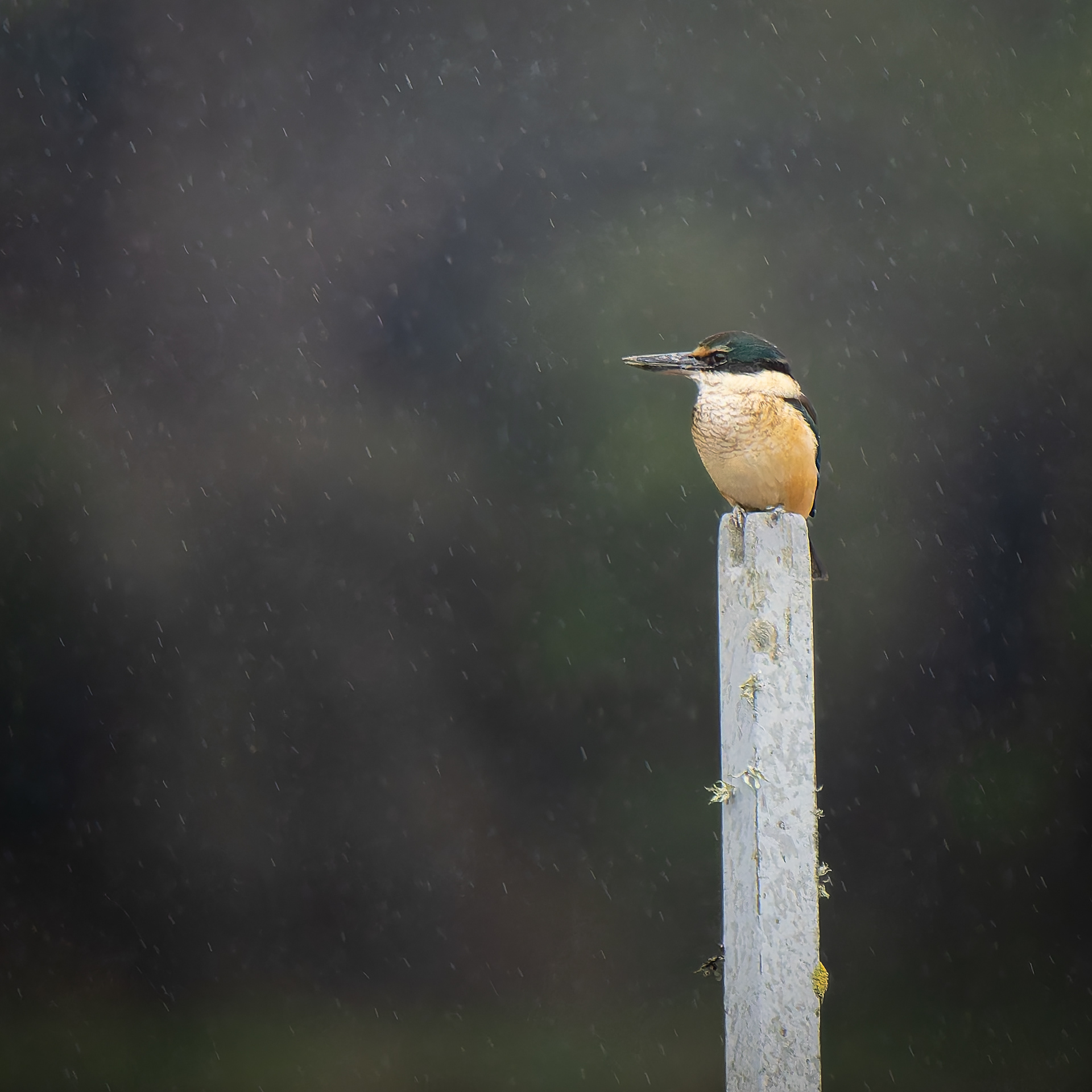 Kotare in the Rain