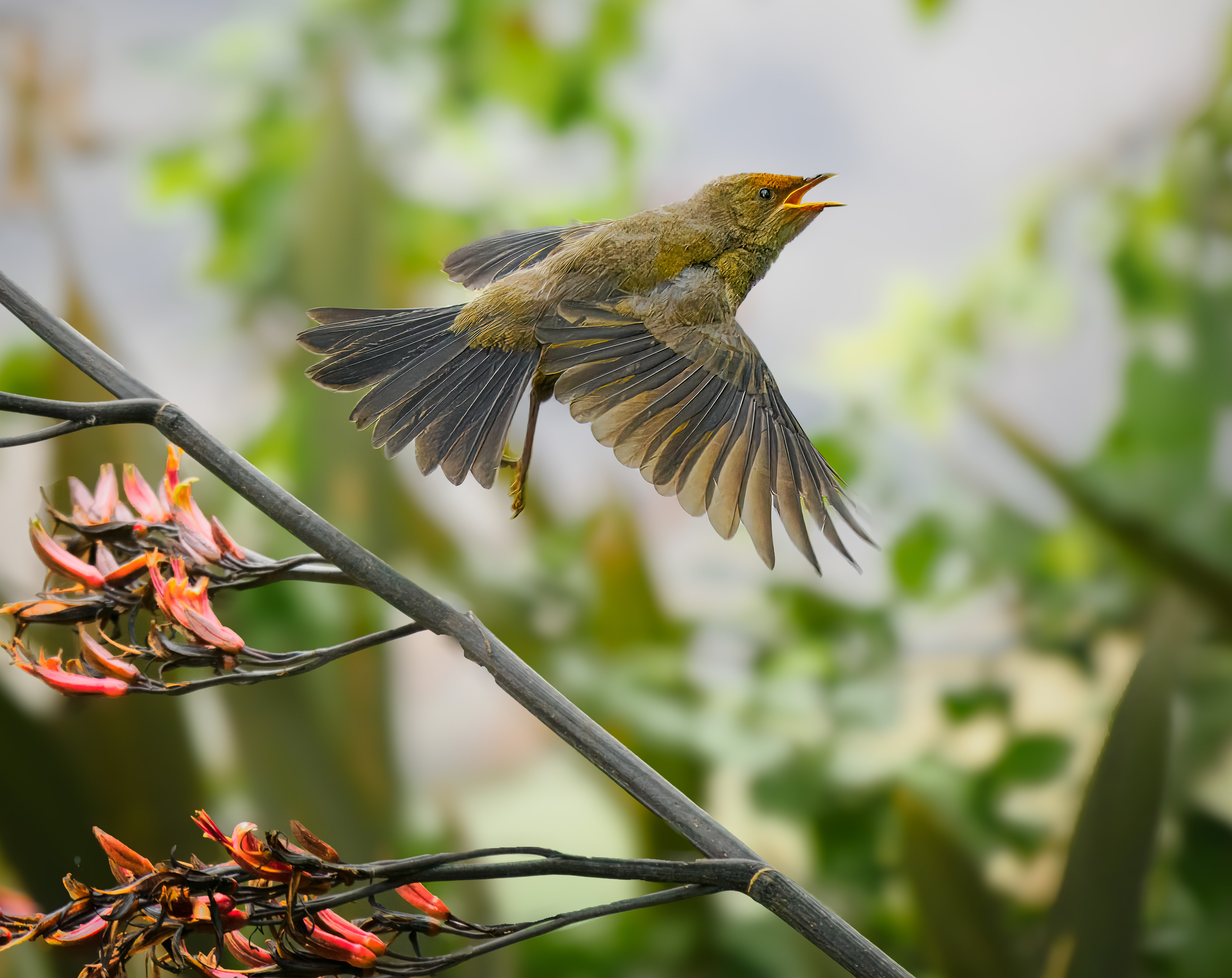 Fledgling Flight