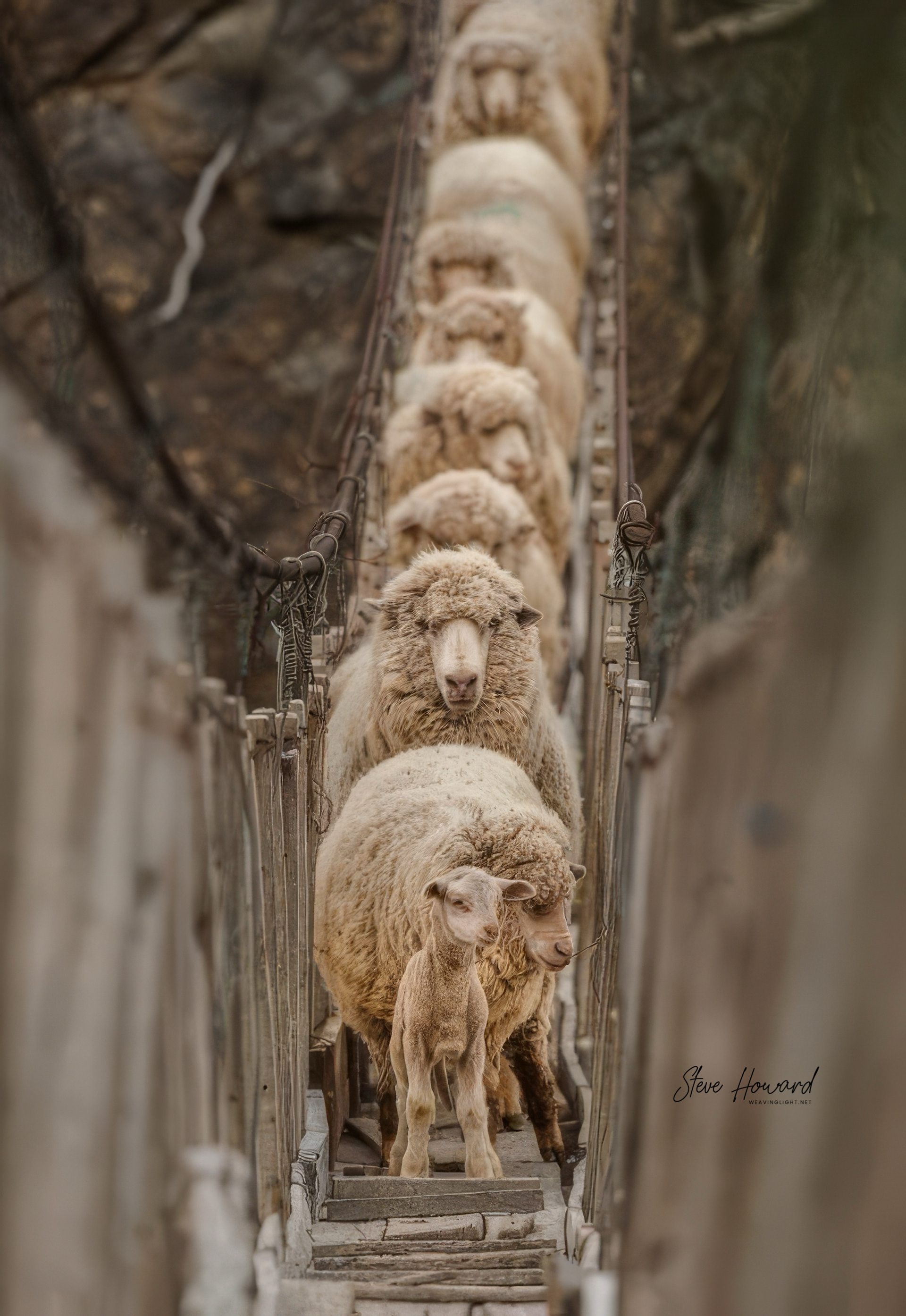 Cautious Crossing