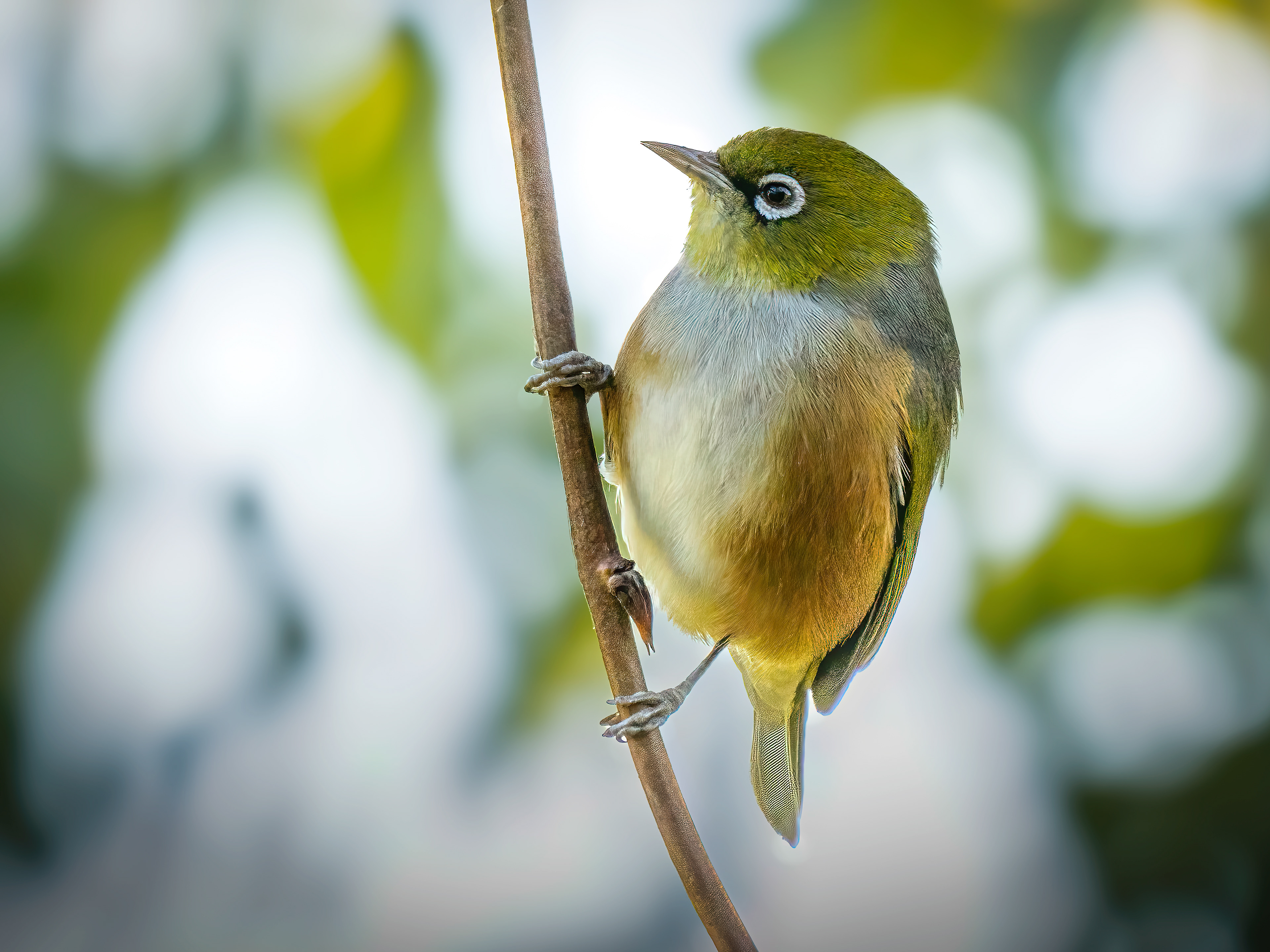 Waxeye Pole Dance