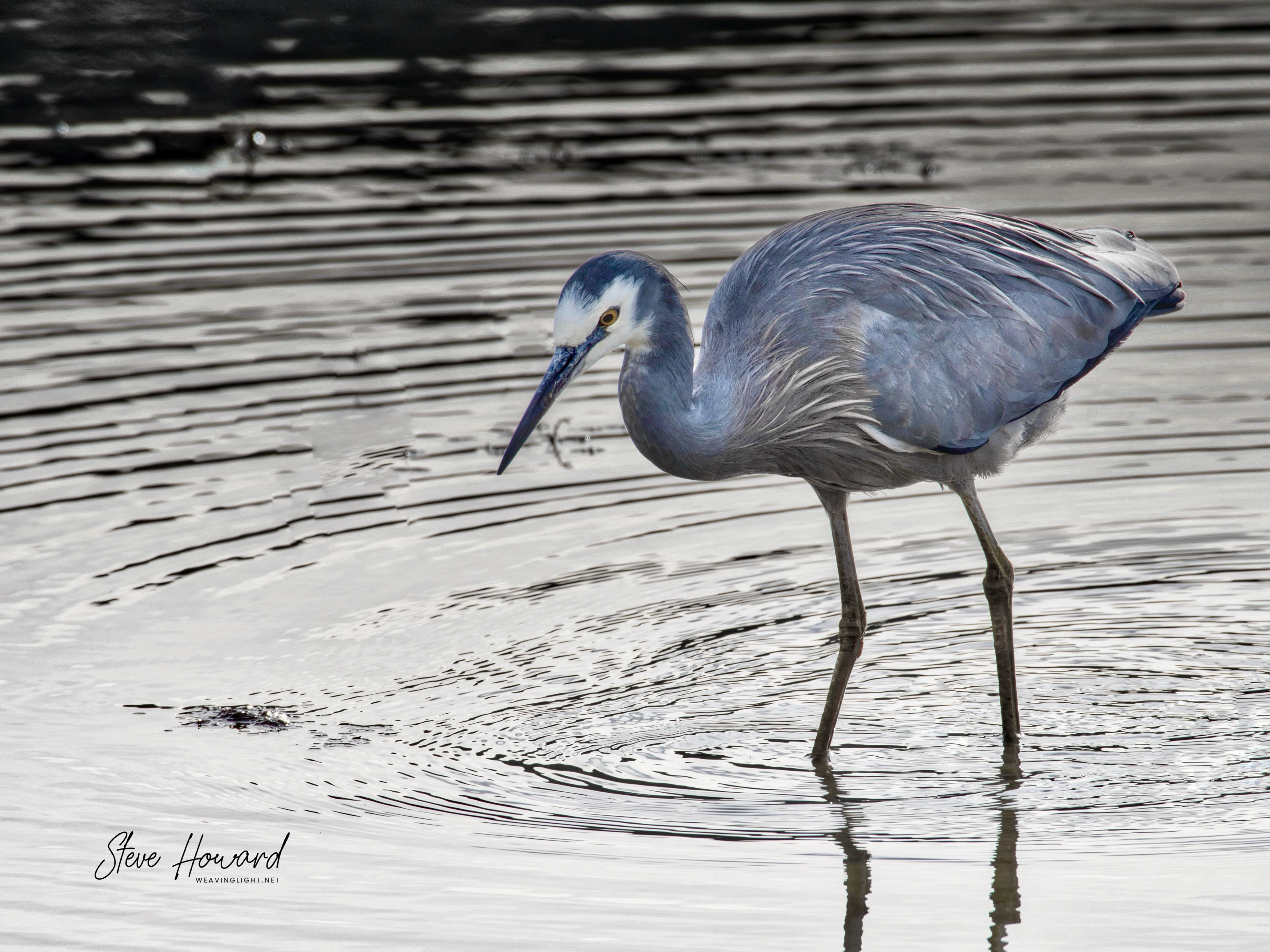 White Face Heron