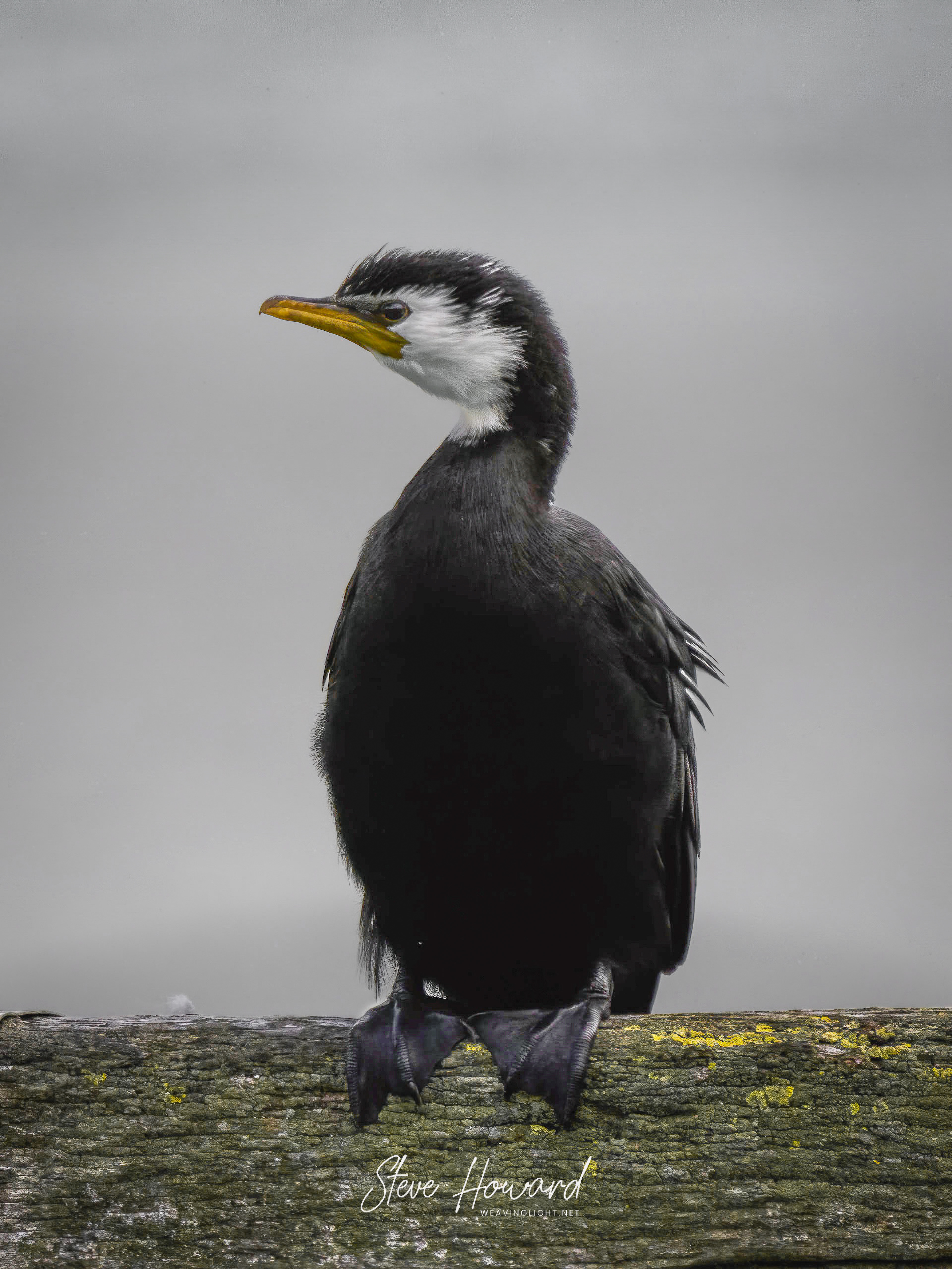 Portrait of a Small Shag