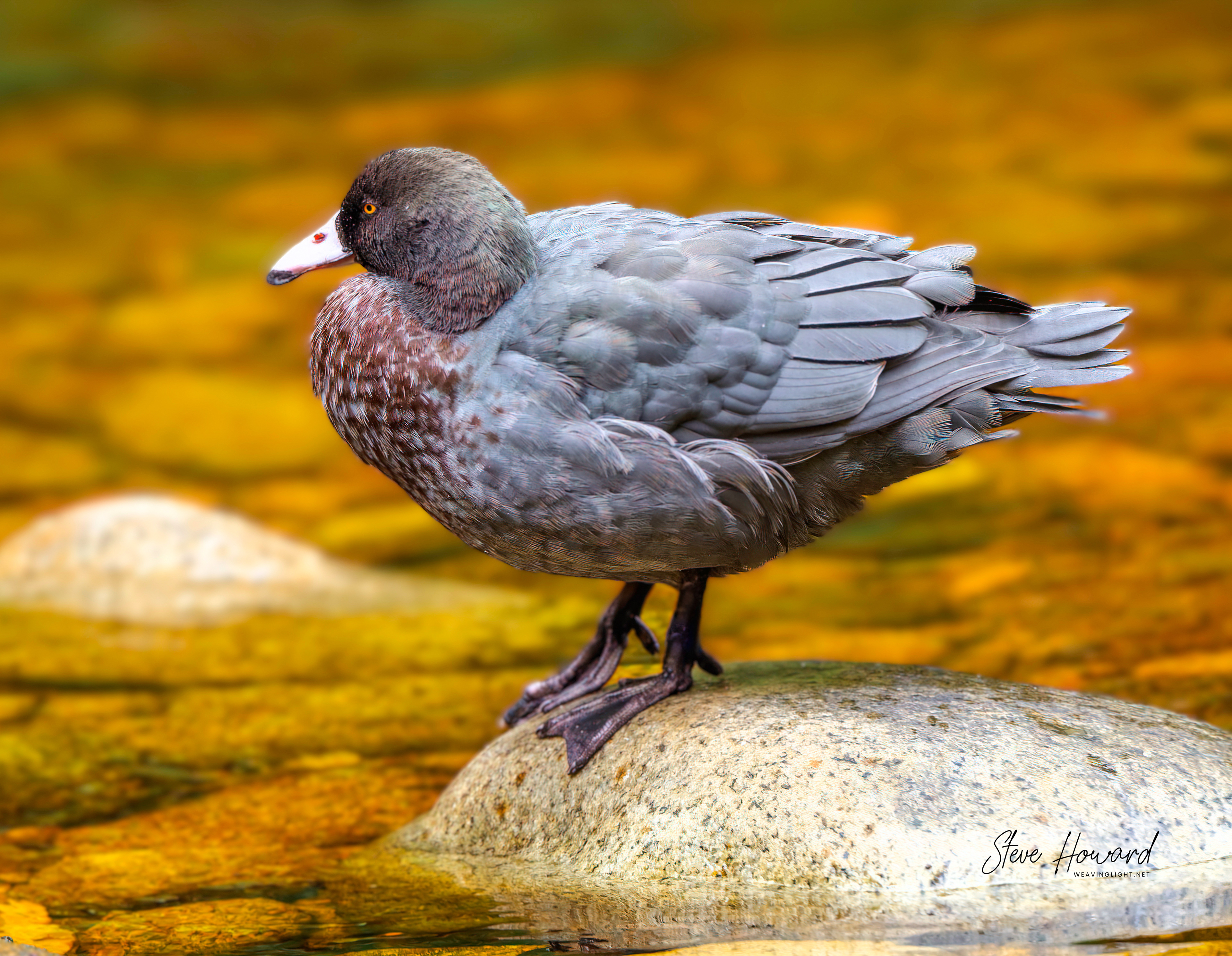 Blue Duck - Whio
