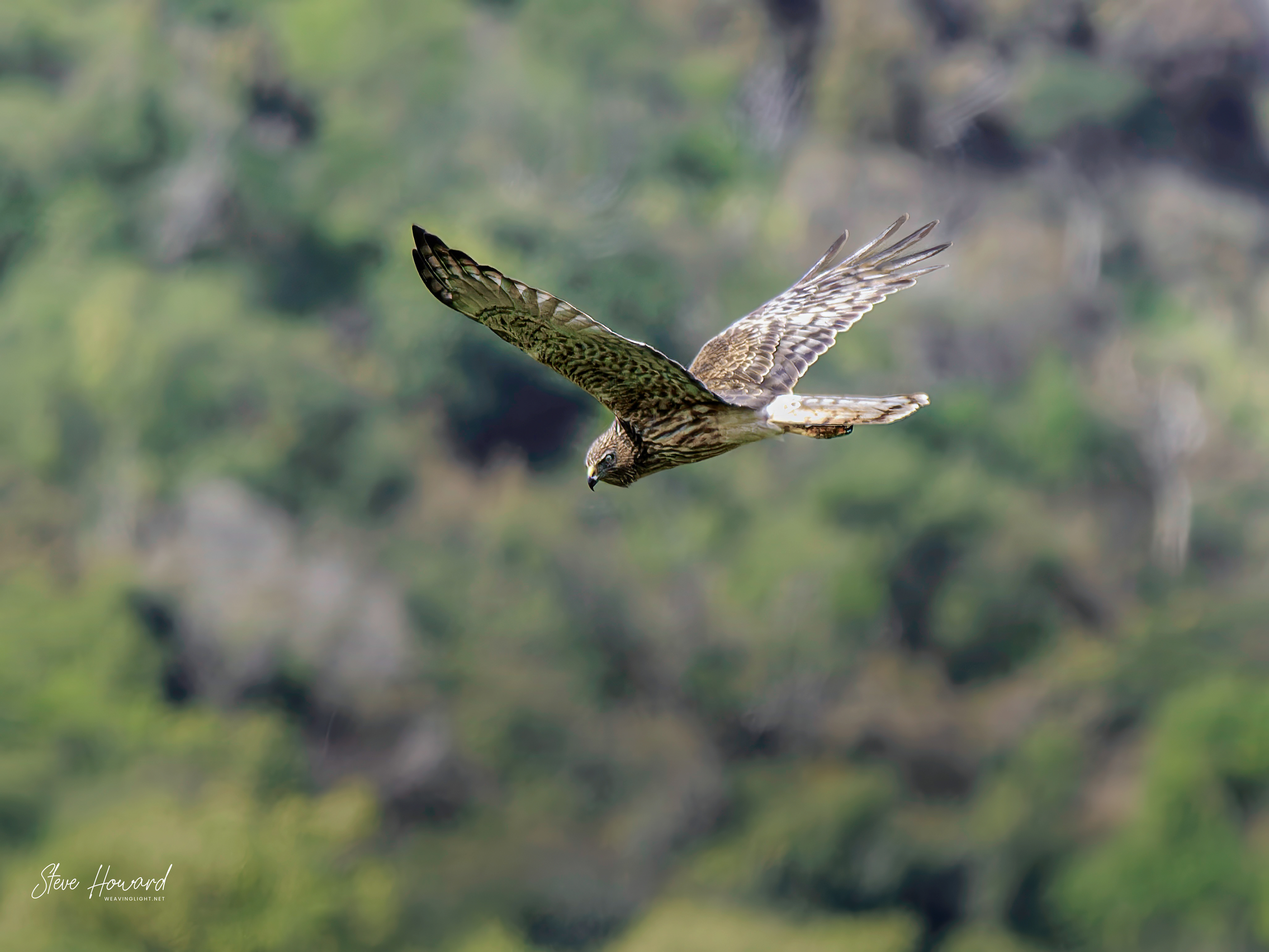 Kahu on the Hunt