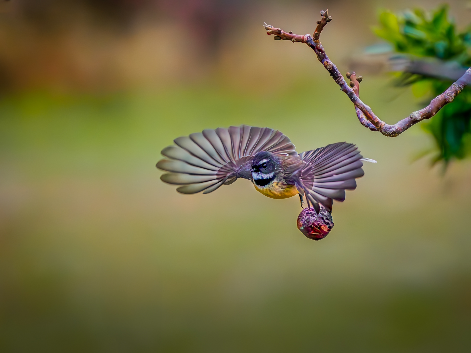 Piwakawaka Bombs Away