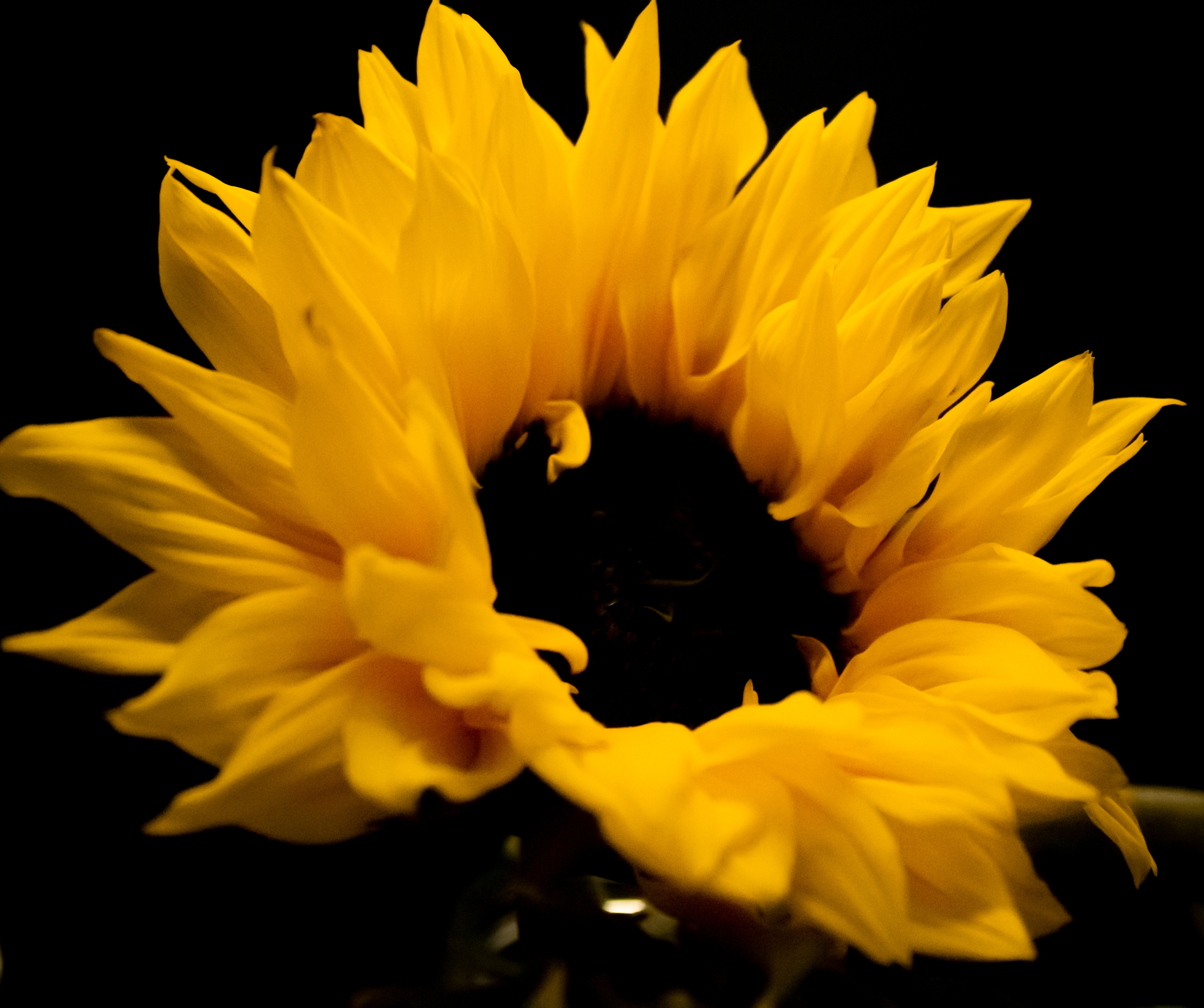 Sunflower yellow, Digital Image, 2020.
