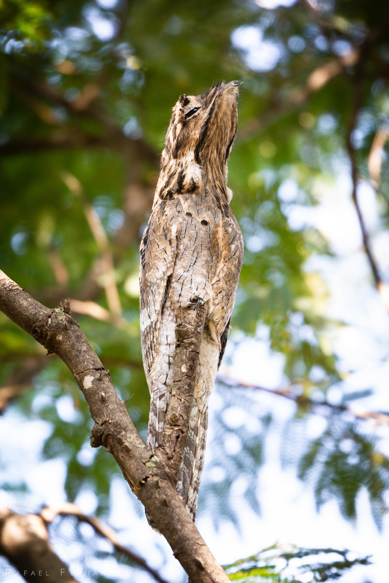 urutau (Nyctibius griseus). Ave da ordem Nyctibiiformes da família Nyctibiidae, conhecido também como mãe-da-lua, urutau-comum, urutágua, urutágo e Kúa-Kúa e Uruvati. 