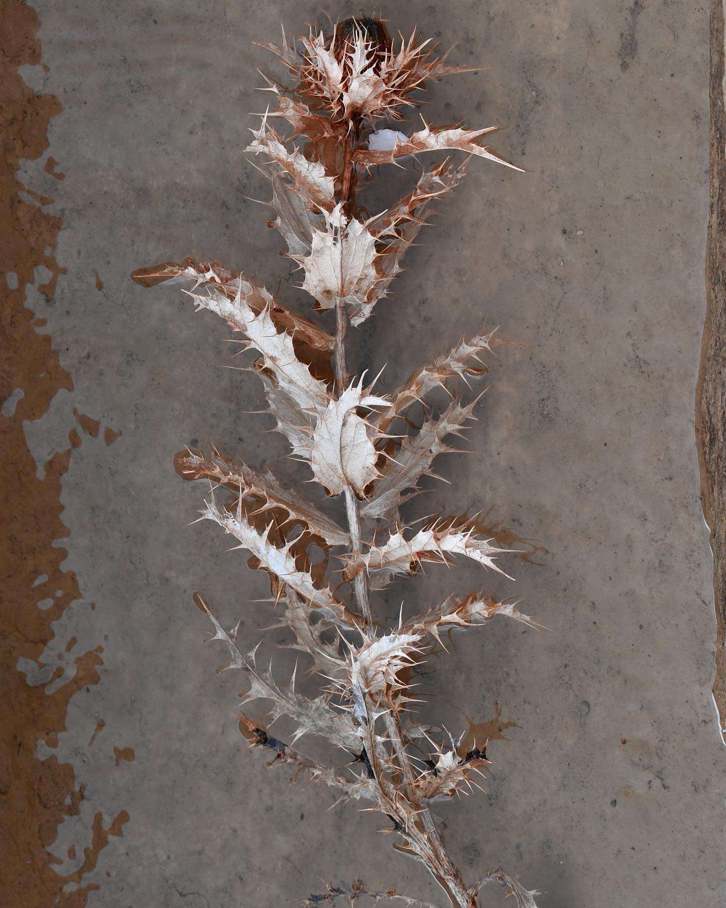 Ain Hamra, February 2023