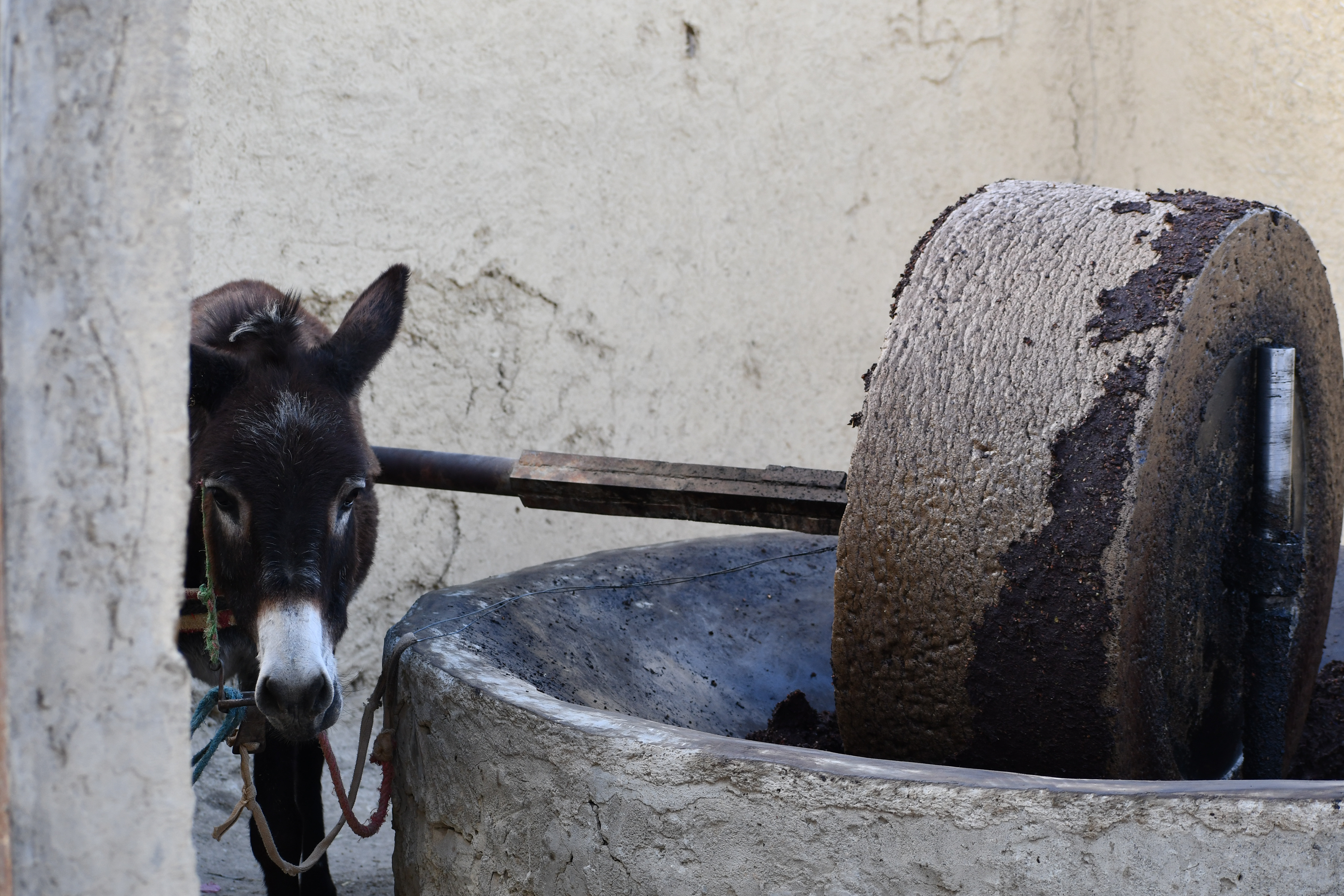 Olive grinding in Oued Amlil, November 2023