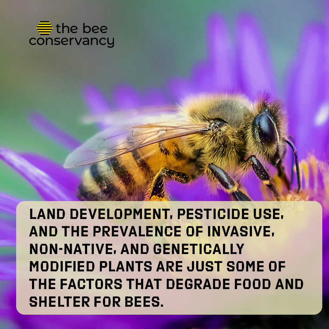 Save the Bees 3