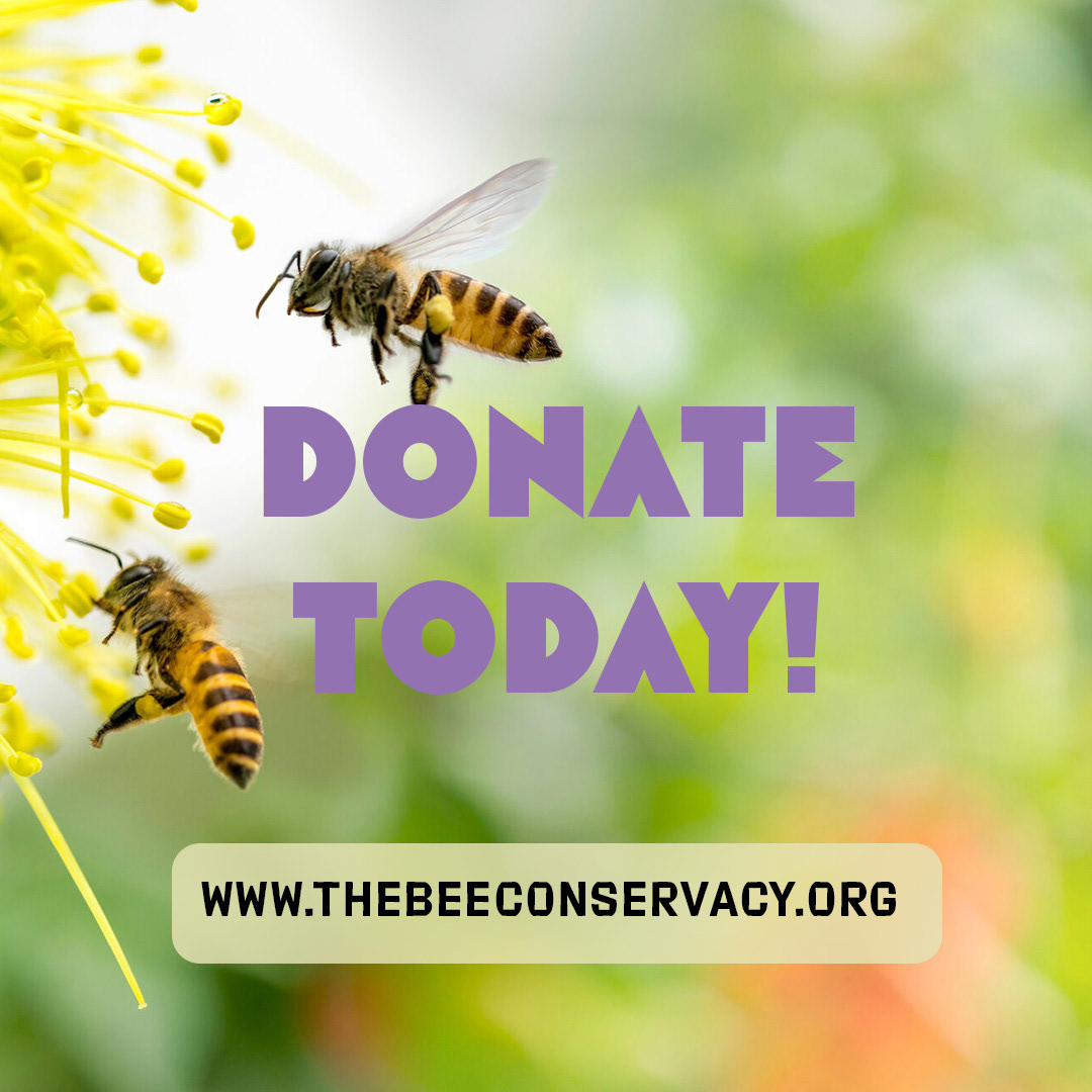 Save the Bees 4