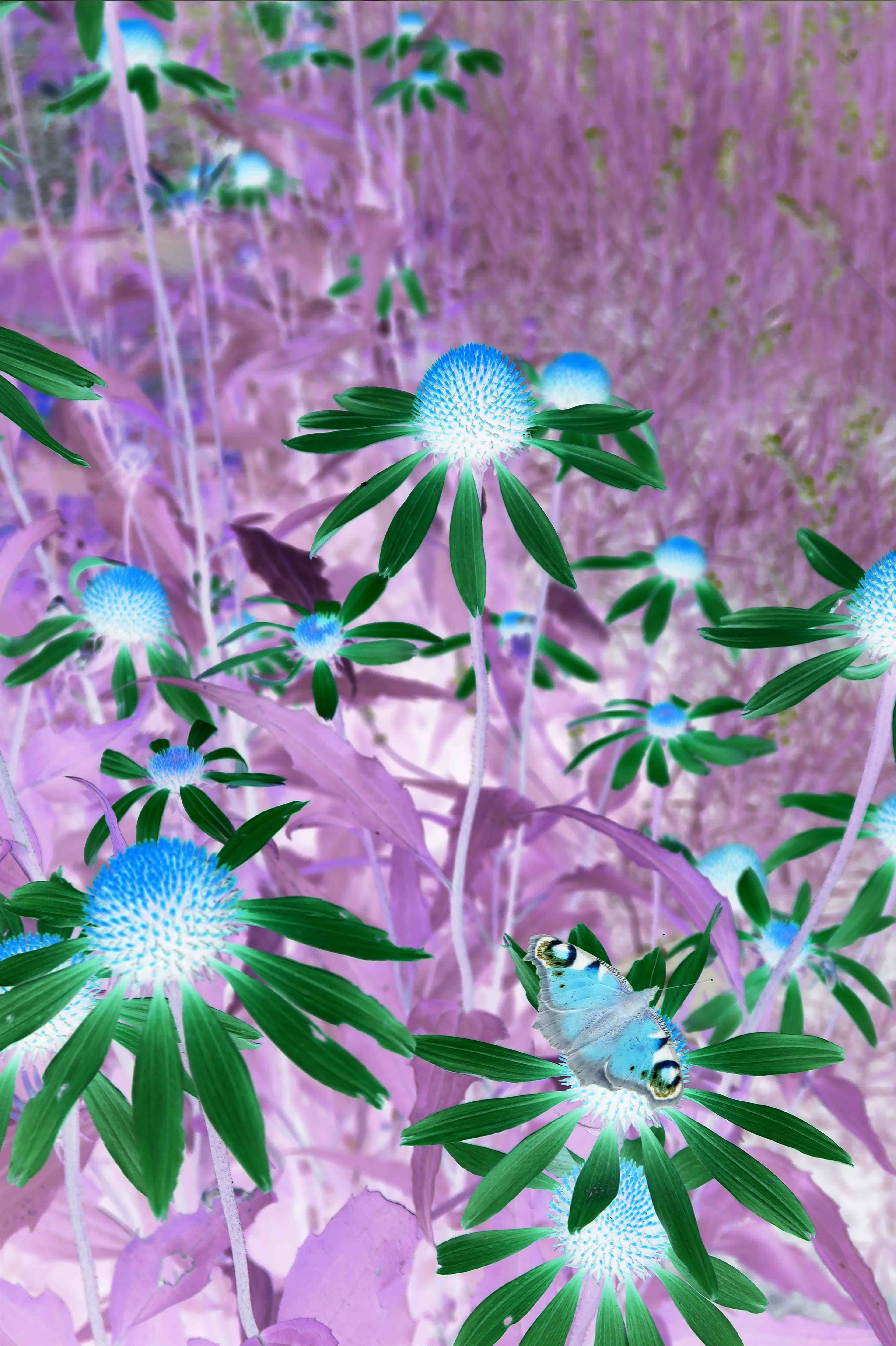 Echinacea