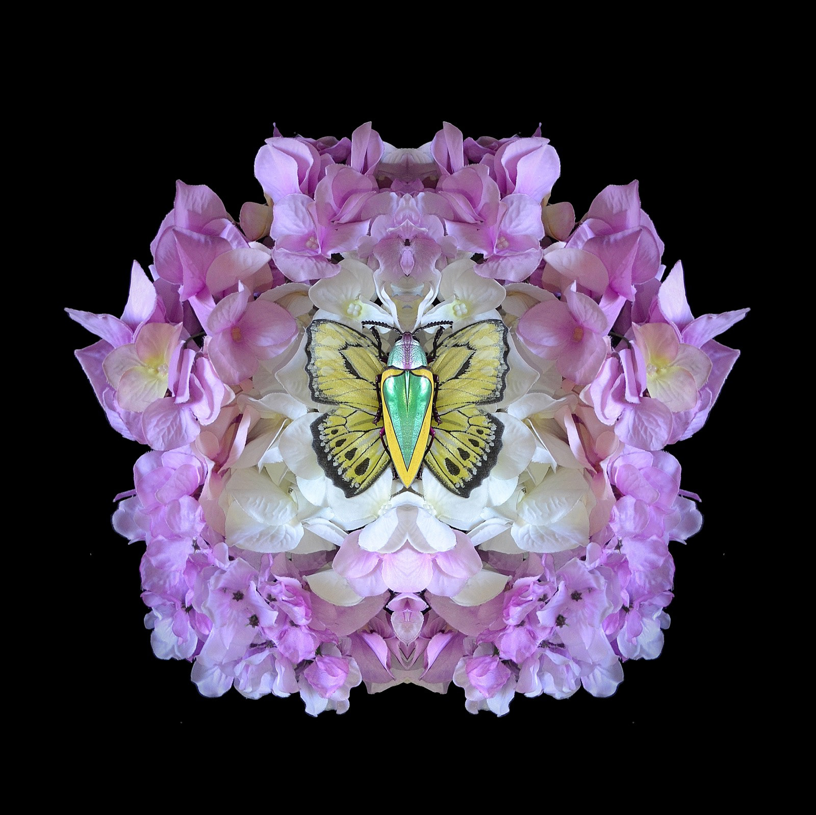 Metamorphosis