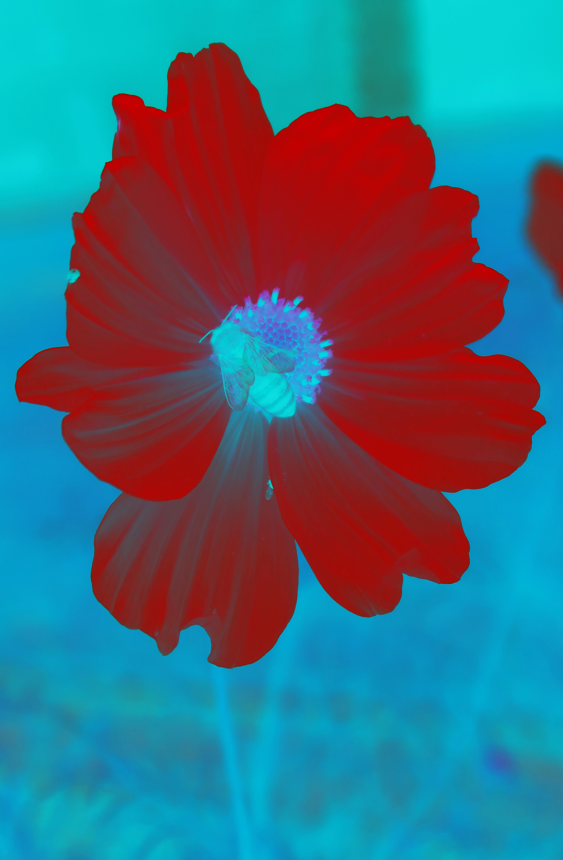 The bee and the cosmo II