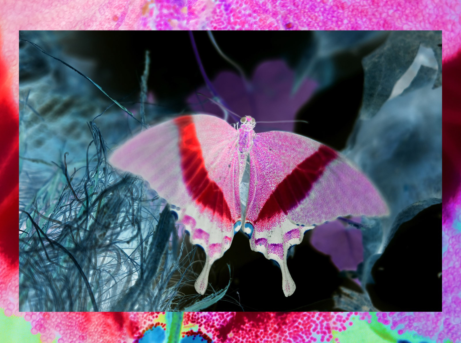 Lepidoptera III