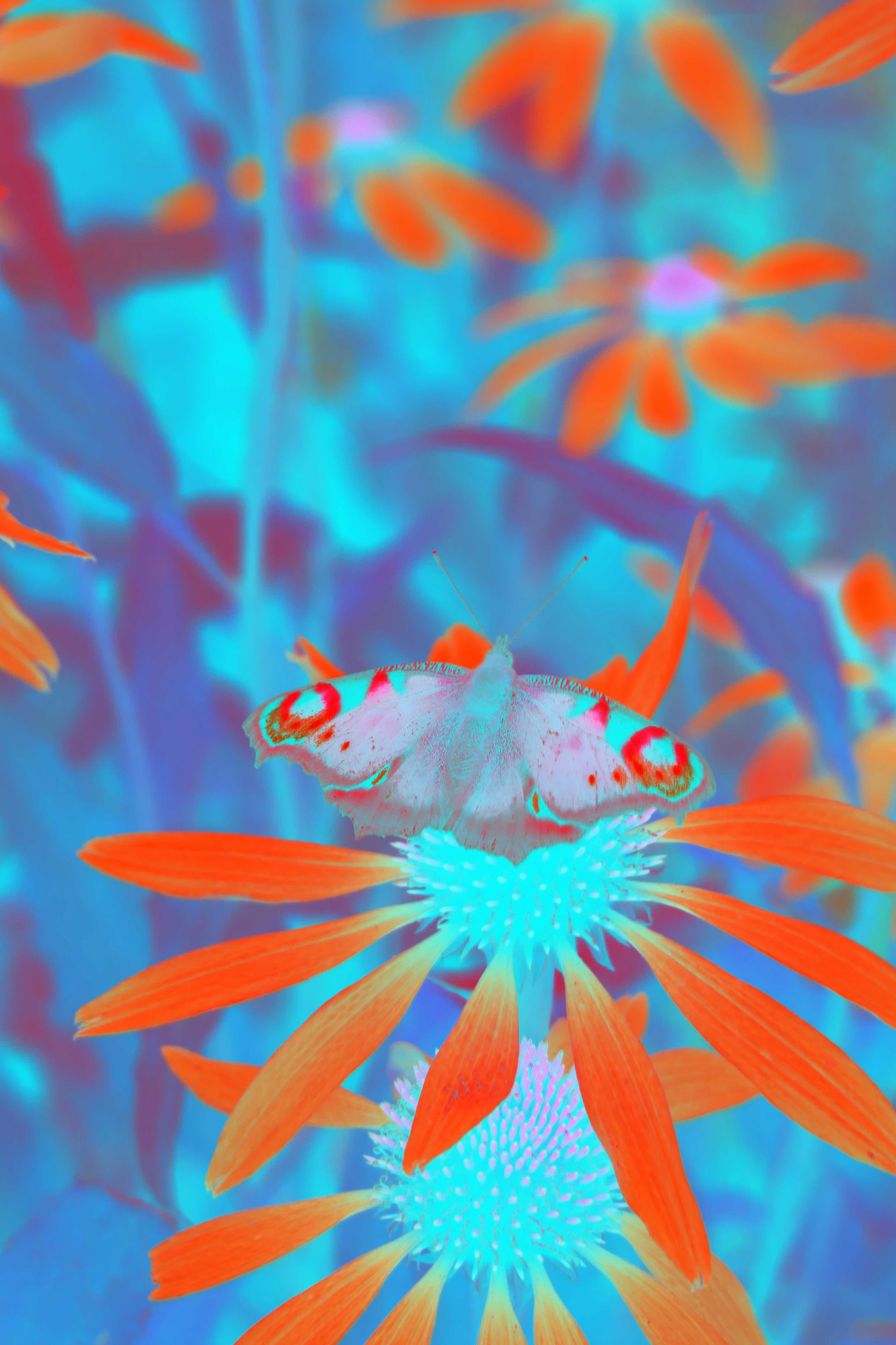 Lepidoptera II