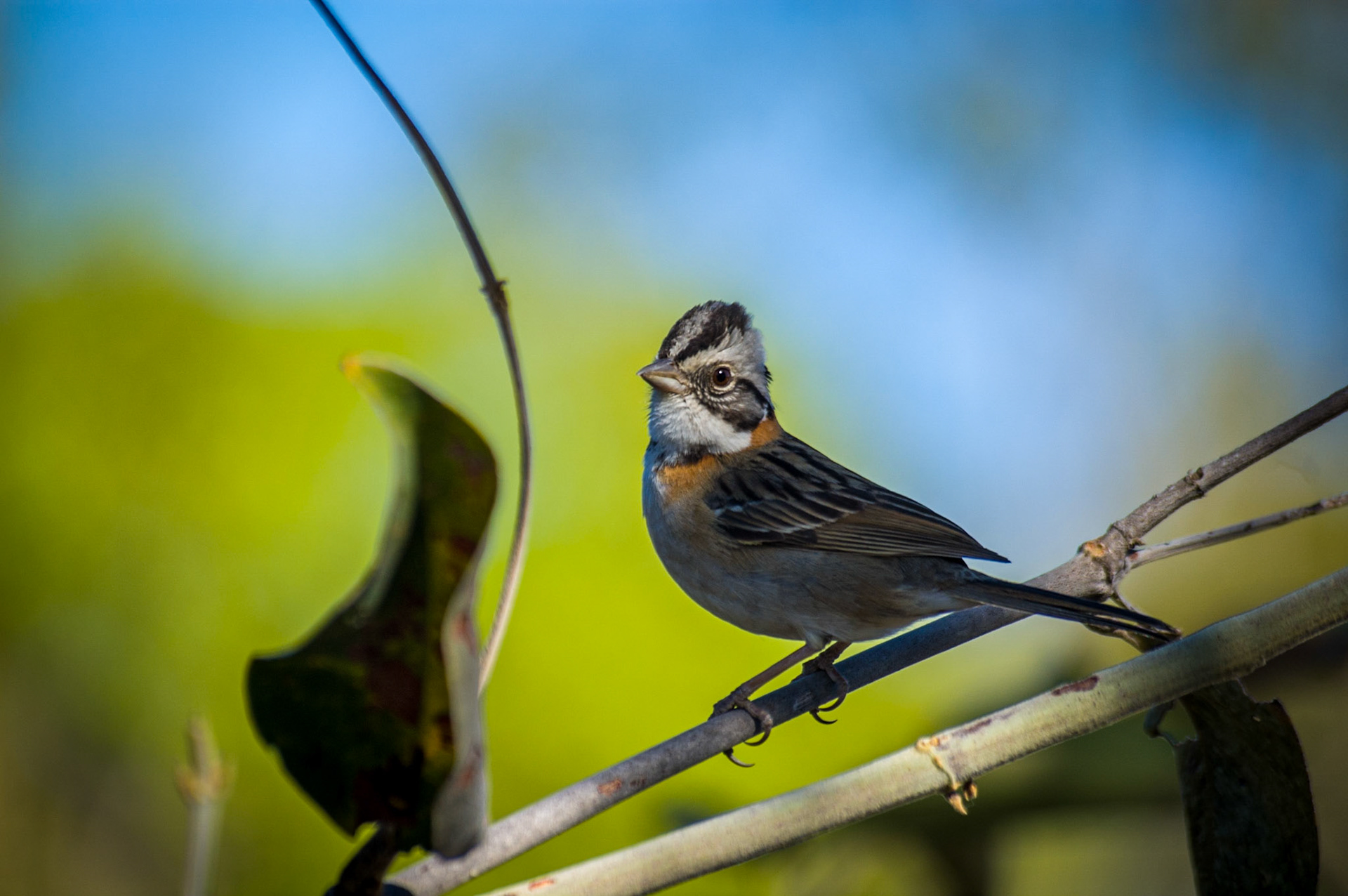 COD:0930_2007 - Rei do Prata - Cavalcante-GO