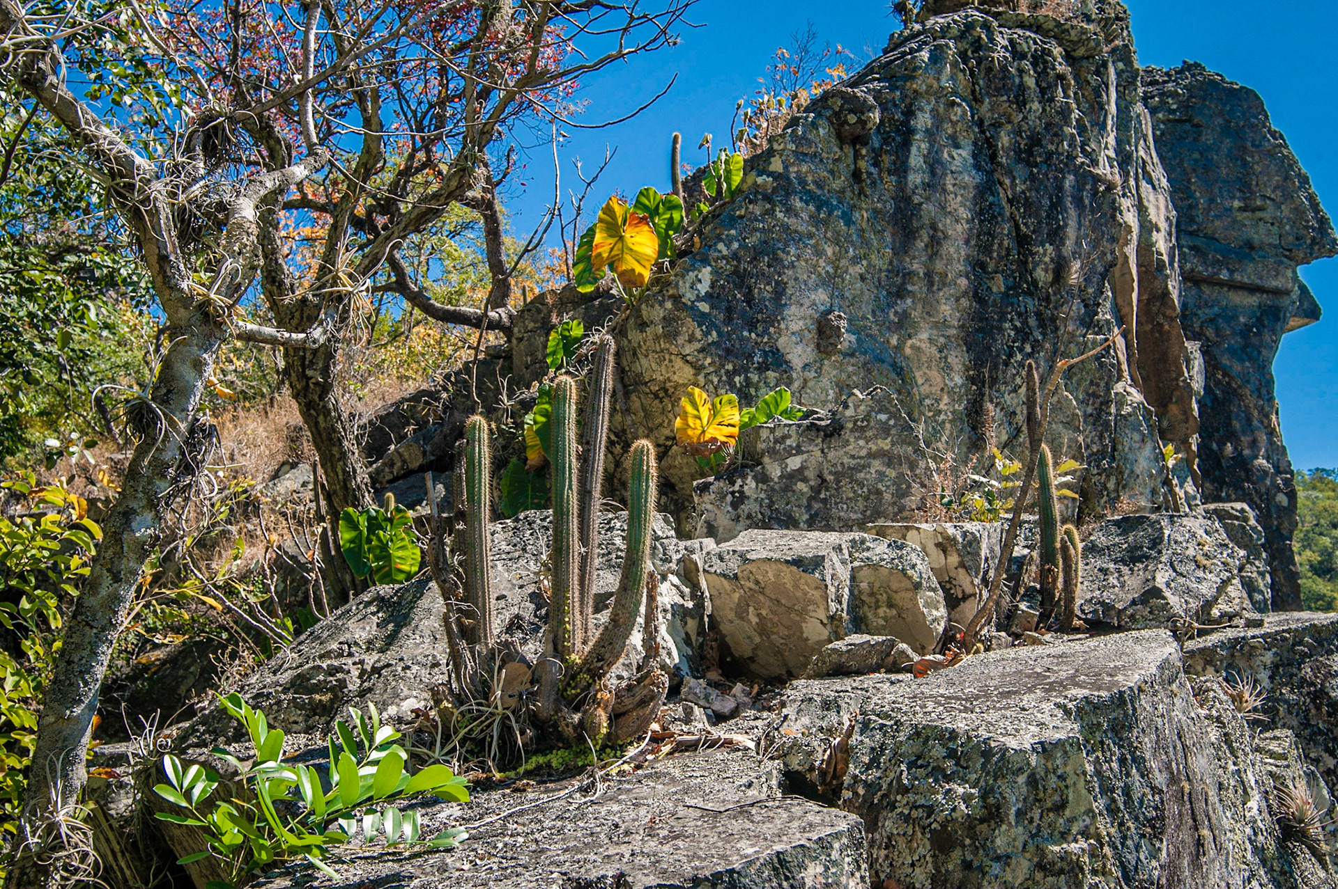 COD:7339_2012 - Rei do Prata - Cavalcante-GO