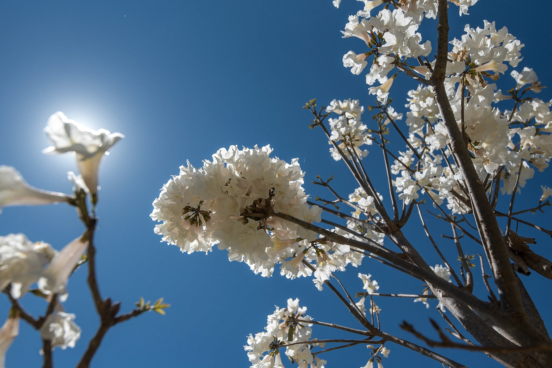 COD:9347_2017 - Ipê-Branco - Anápolis-GO