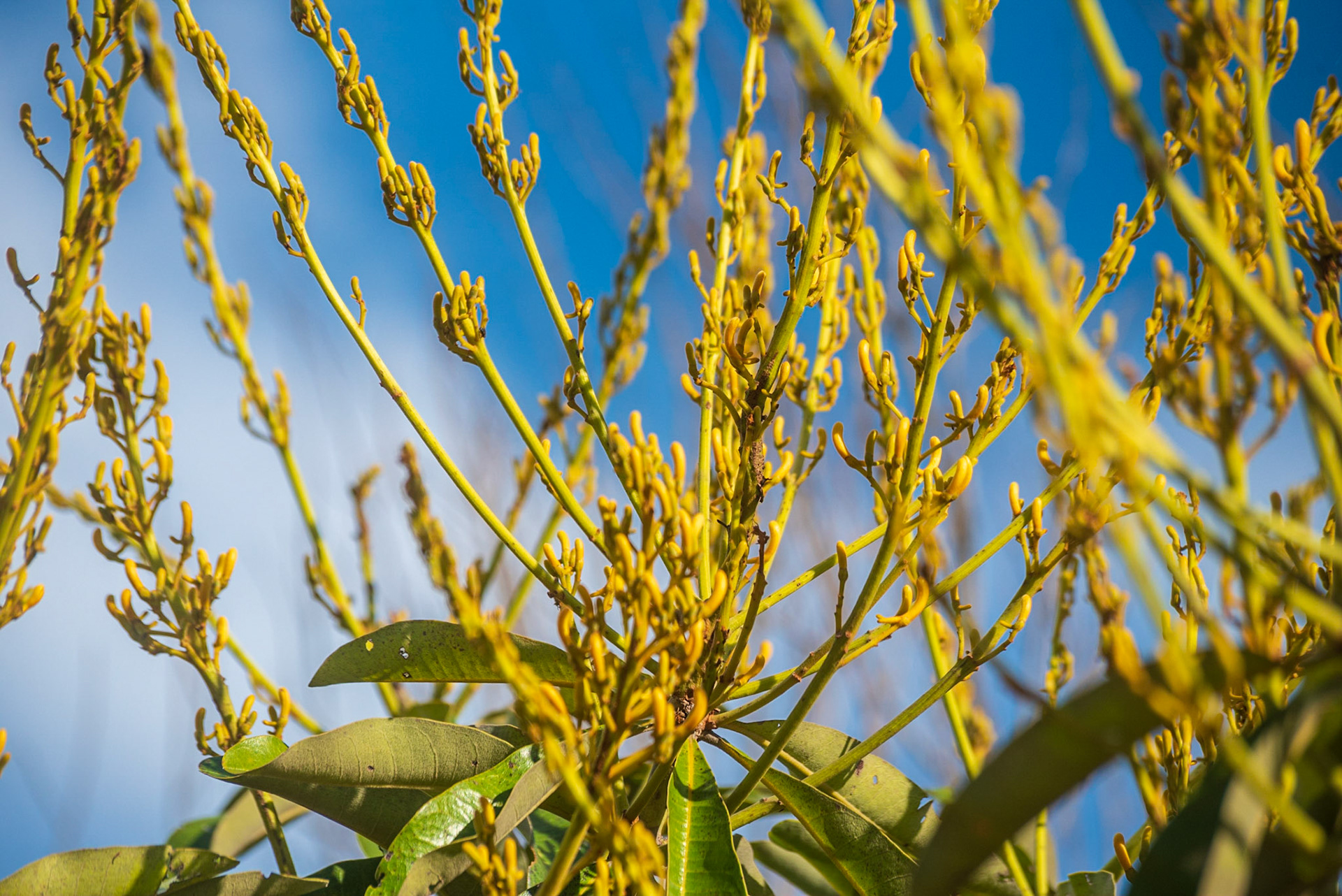 Parque dos Pireneus - Pirenopolis-GO - COD:2018_7659