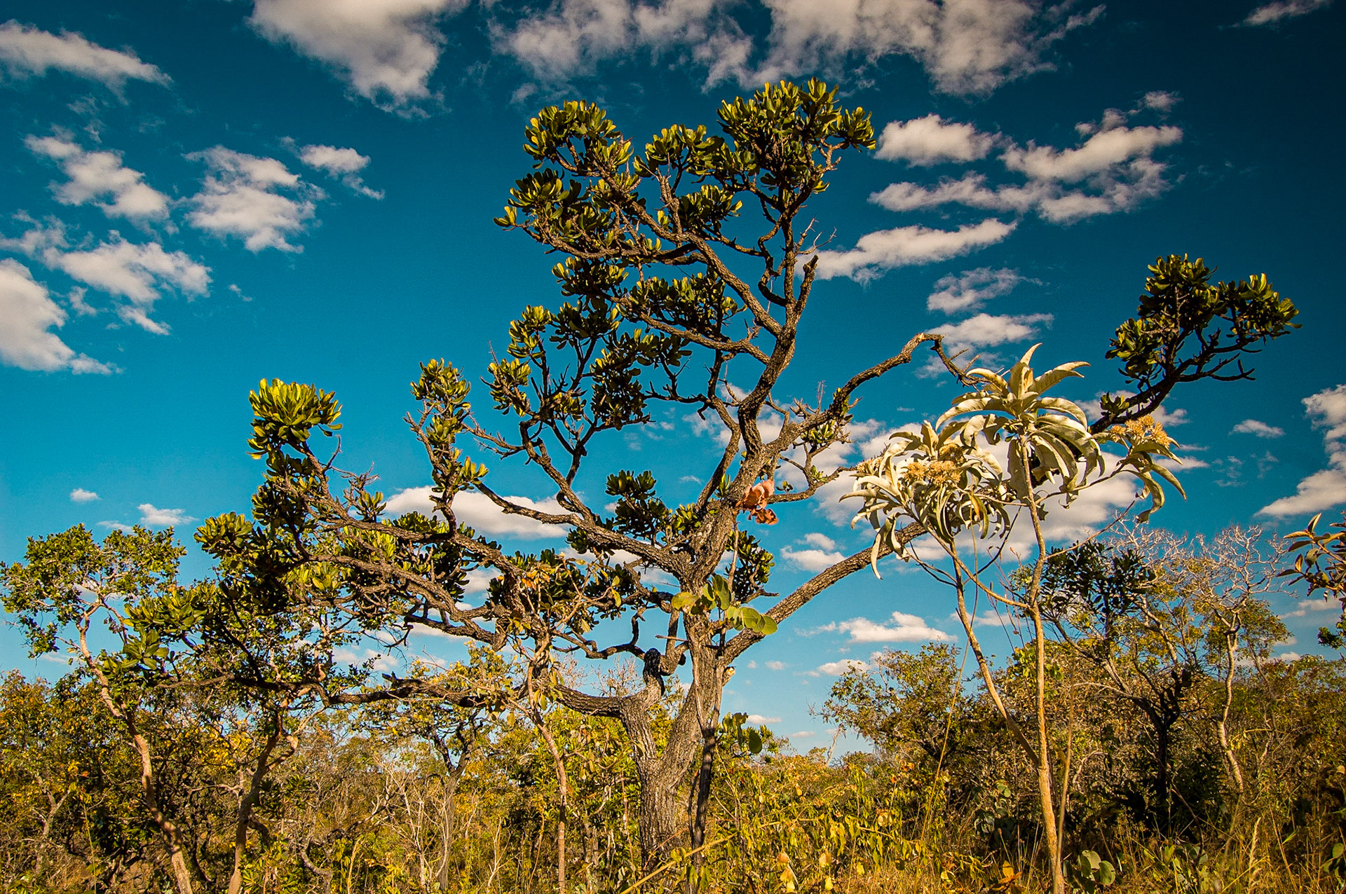 COD:0960_2007 - Rei do Prata - Cavalcante-GO