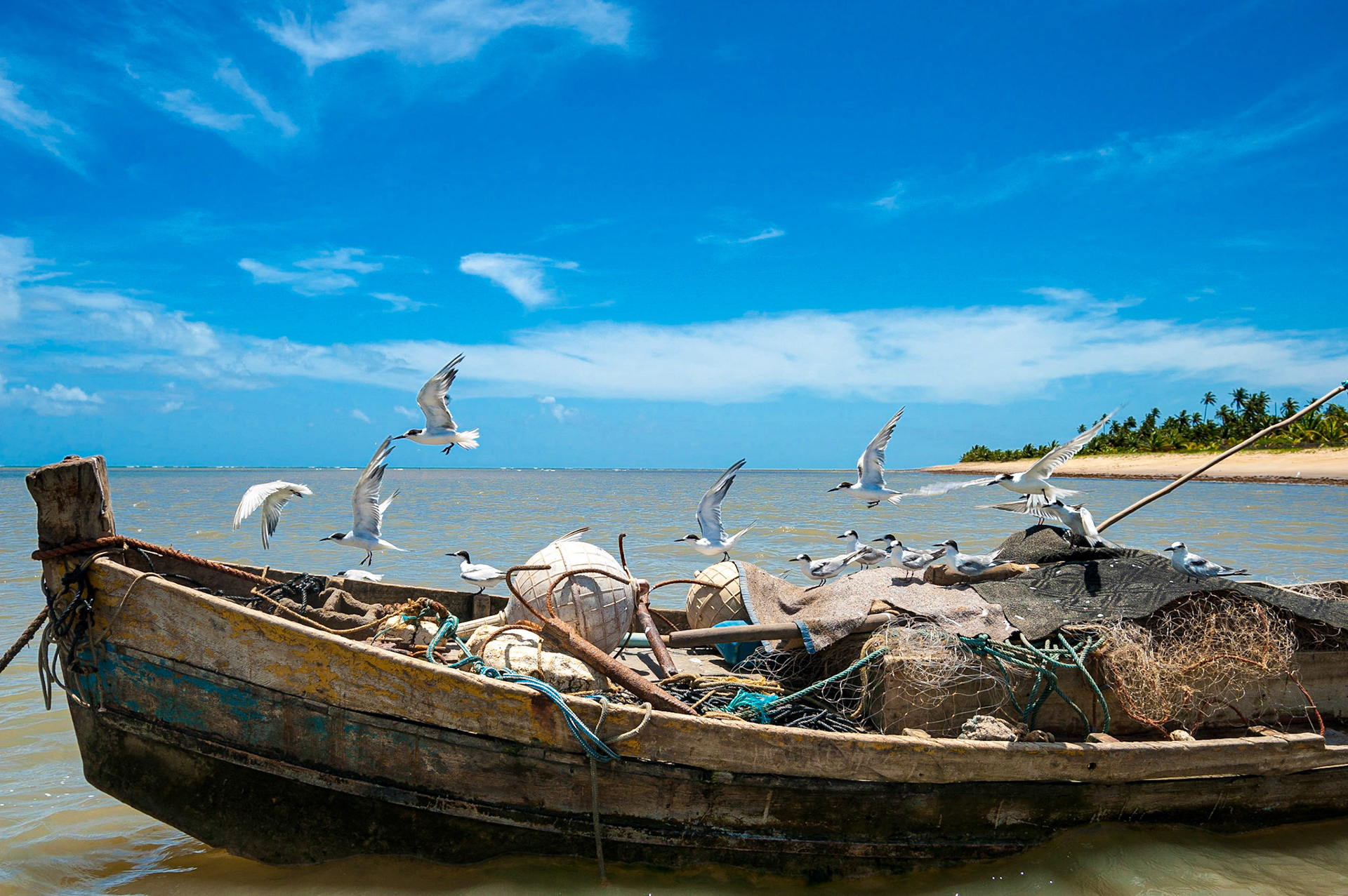 COD:6710_2013 - Aves - Guaiu-BA