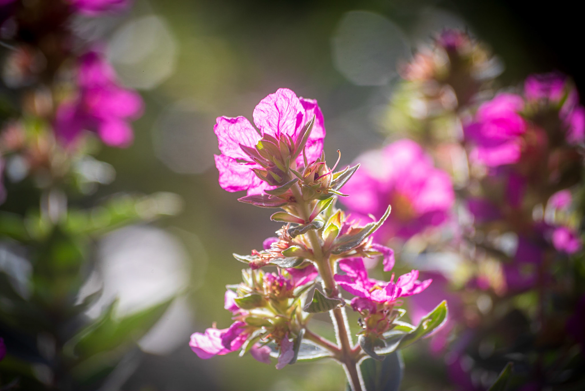 Formosa-GO - COD:2018_7896