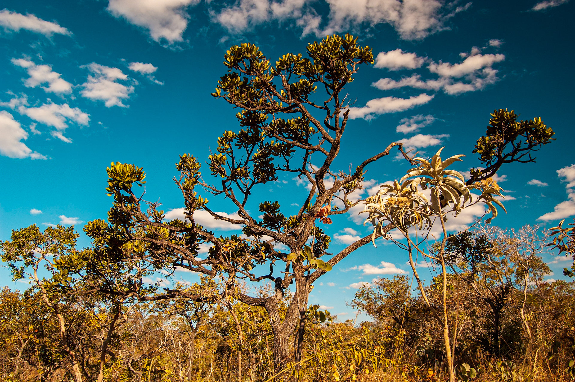 COD:0960_2007 - Rei do Prata - Cavalcante-GO