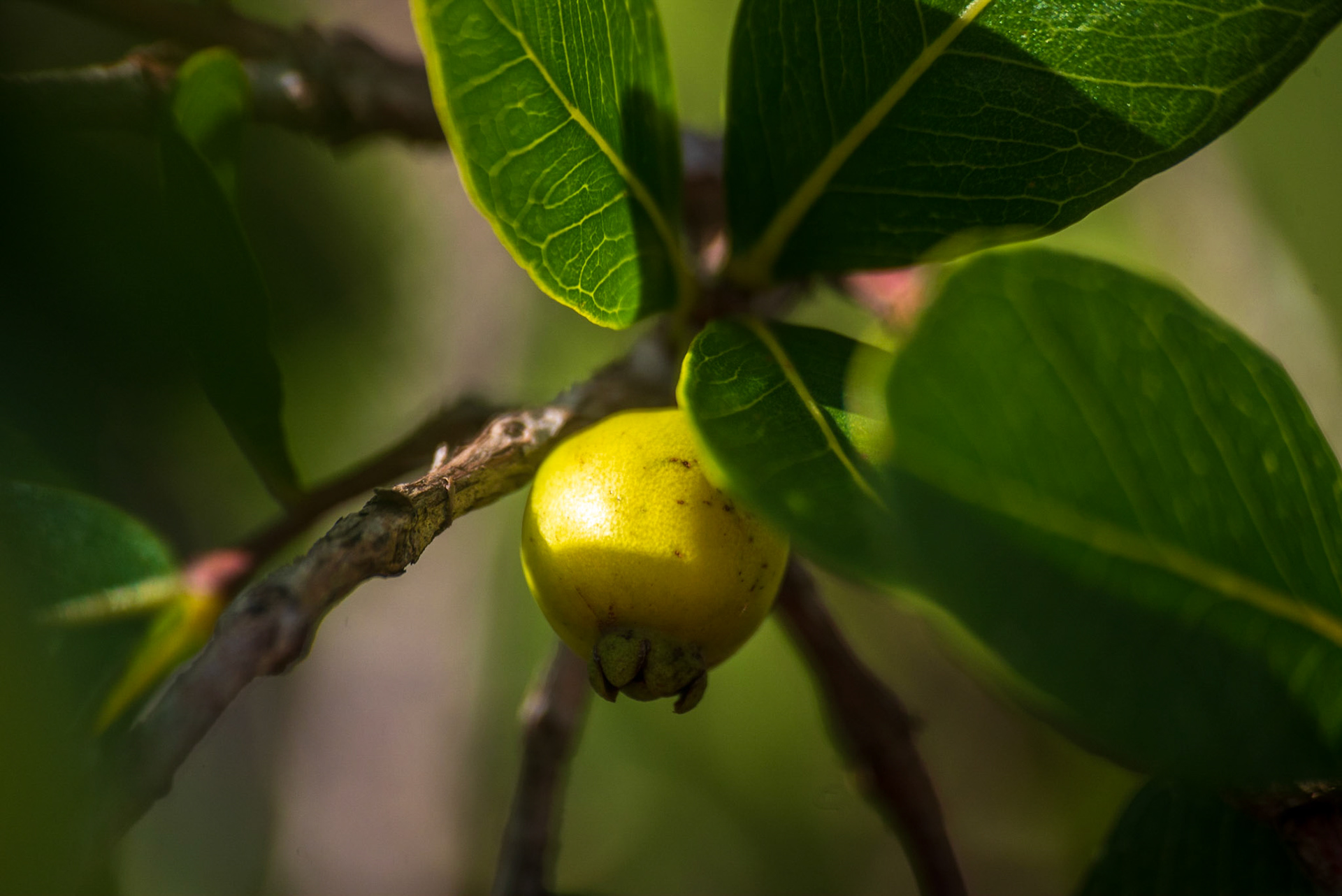 Parque dos Pireneus - Pirenopolis-GO - COD:2018_7678