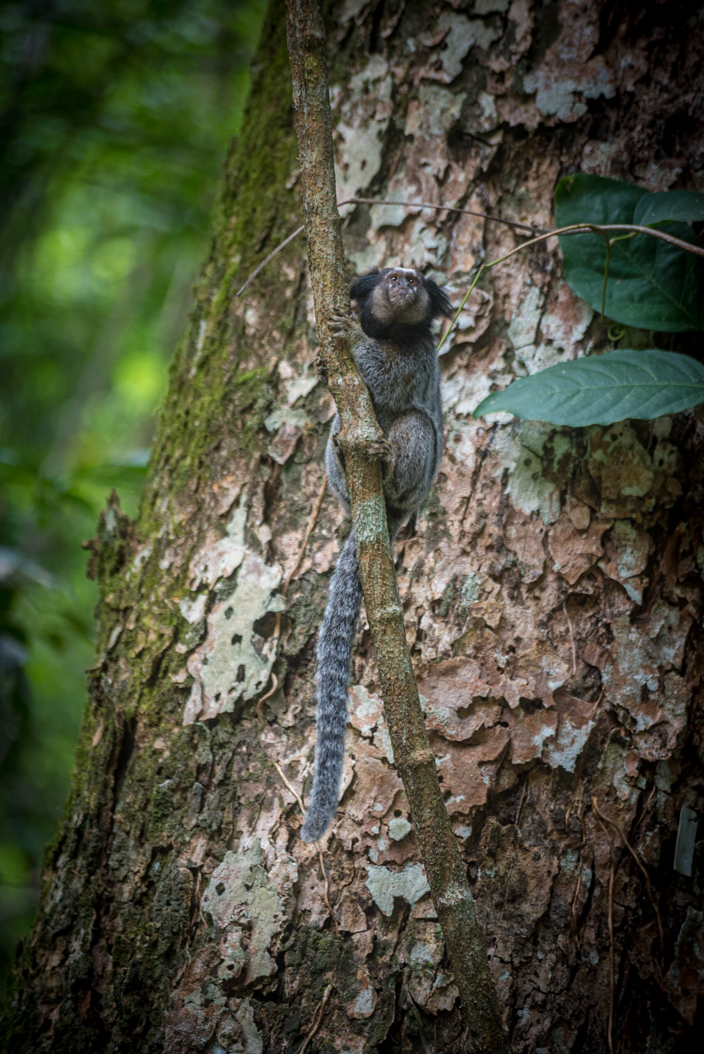 Parque do Itiquira - Formosa-GO - COD:2018_7757