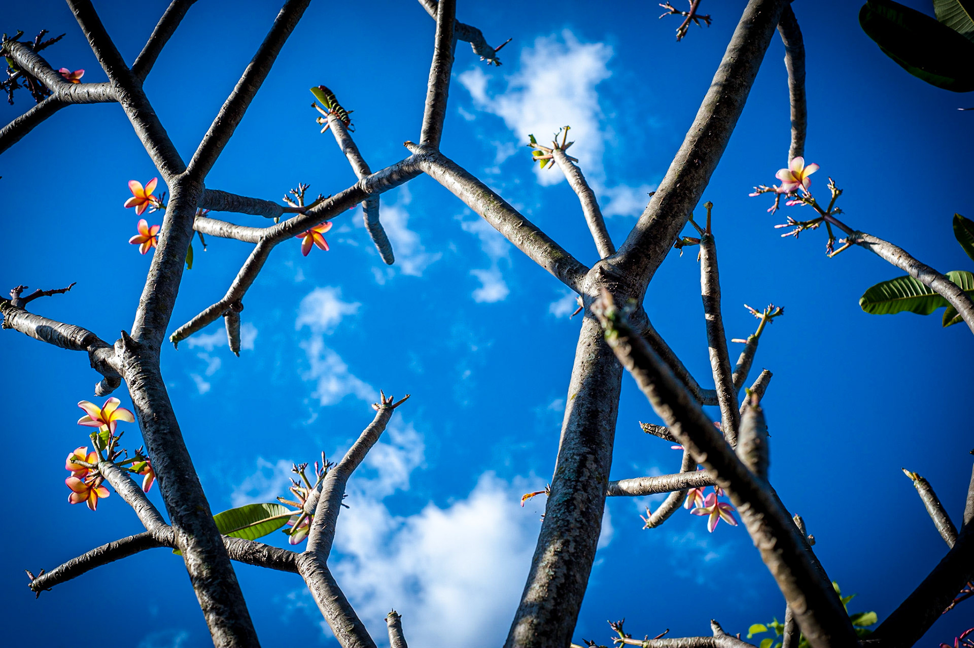 COD:2442_2011 - Jasmim manga - Goiania-GO