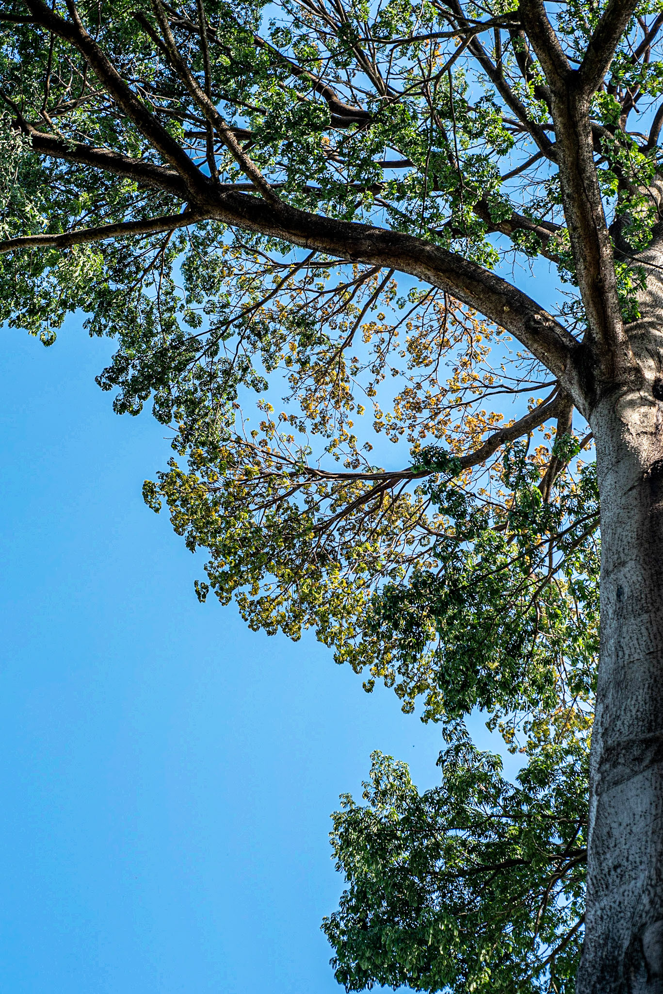 COD:0130_2019 - Ap. de Goiânia-GO