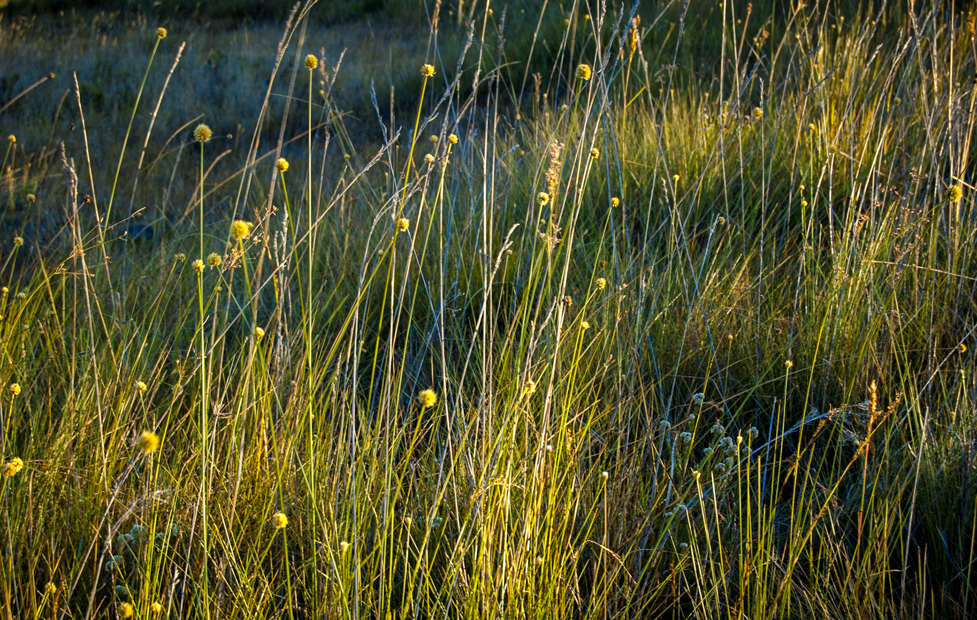COD:4925_2009 - Rei do Prata - Cavalcante-GO