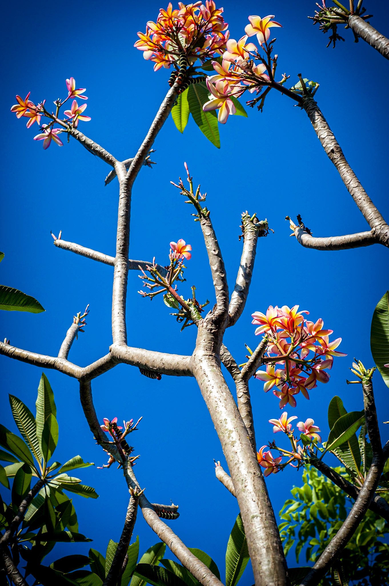 COD:2422_2011 - Jasmim manga - Goiania-GO