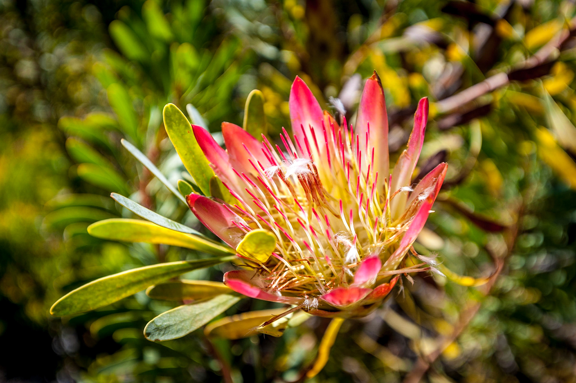 COD:4112_2017 - Cidade do Cabo-África do Sul