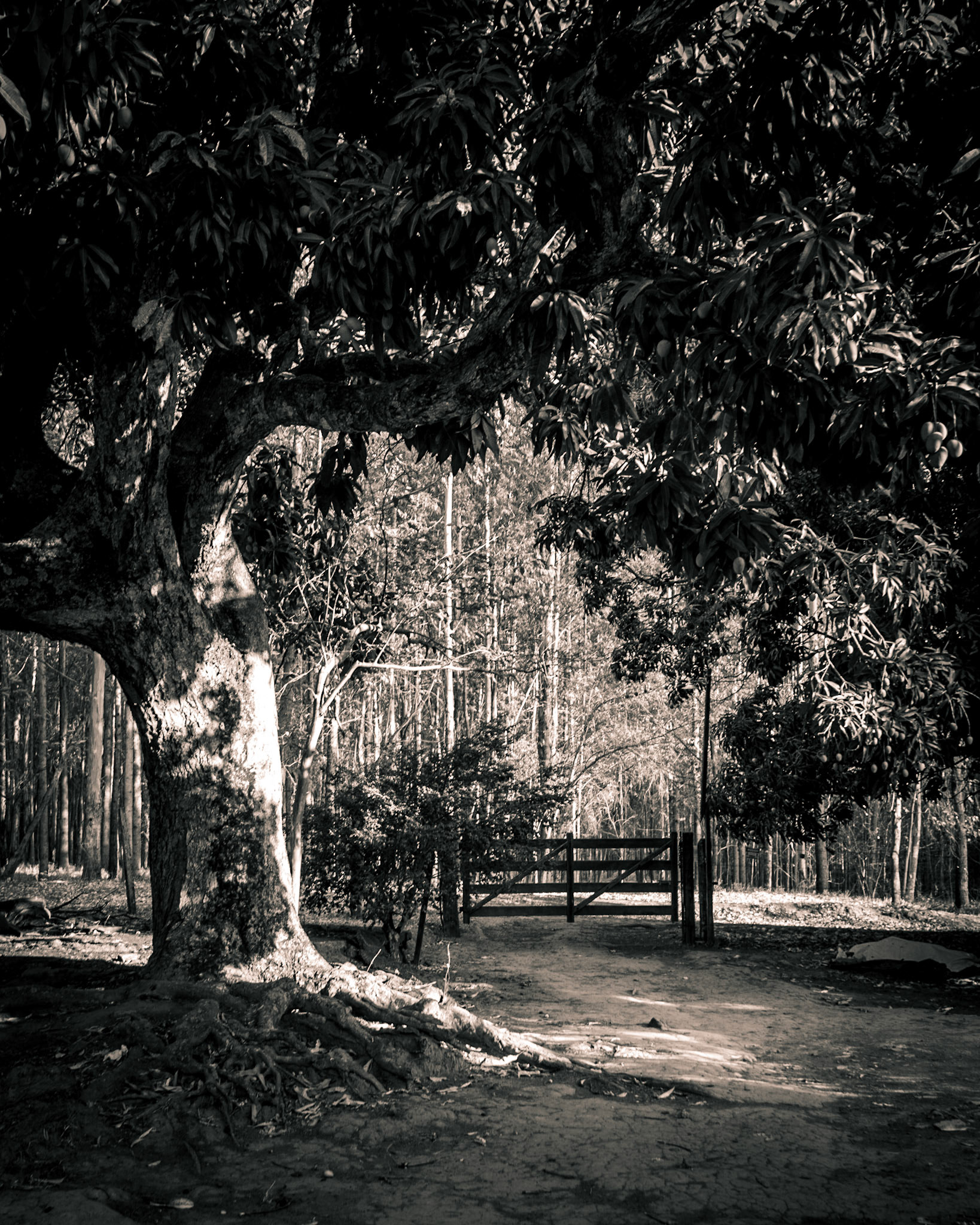 COD:6911_2019 - Mangueira e porteira - Bonfinópolis-GO