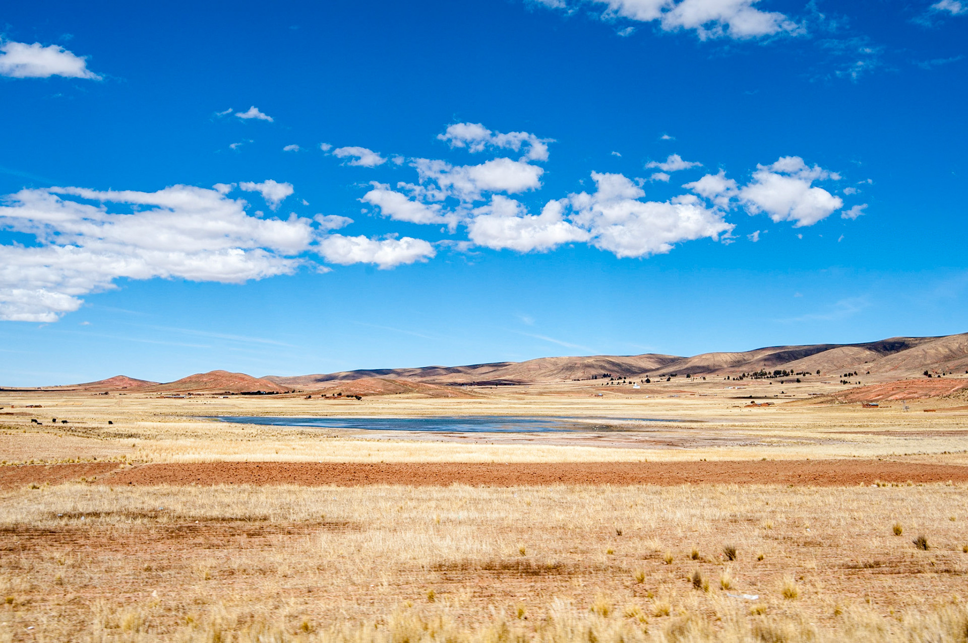 COD:0703_2012 - Altiplano - Bolivia